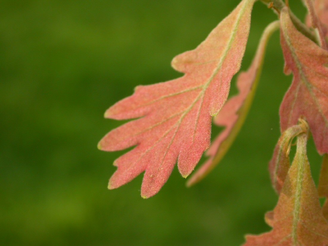 White Oak leaf identification view
