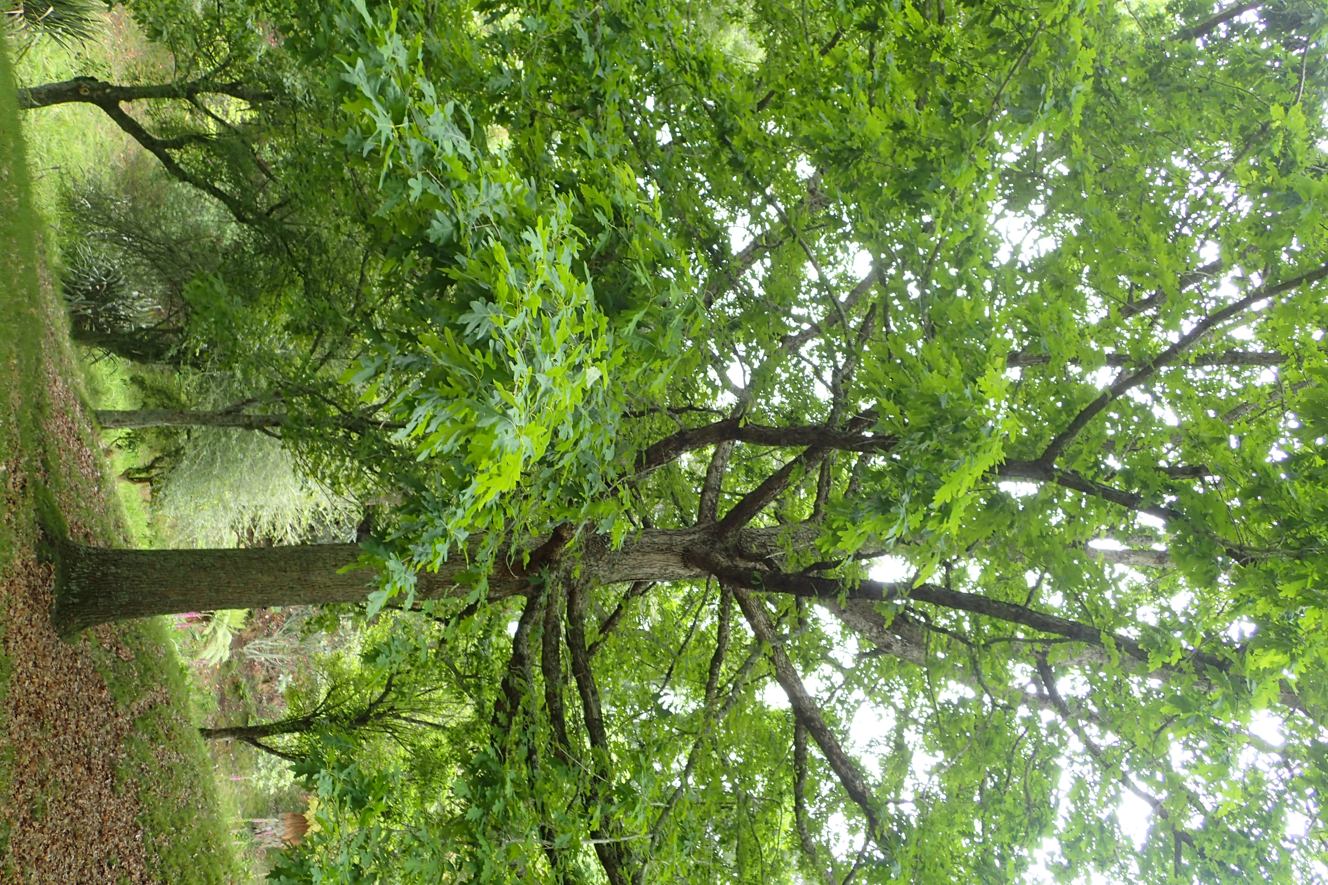 White Oak plant identification view