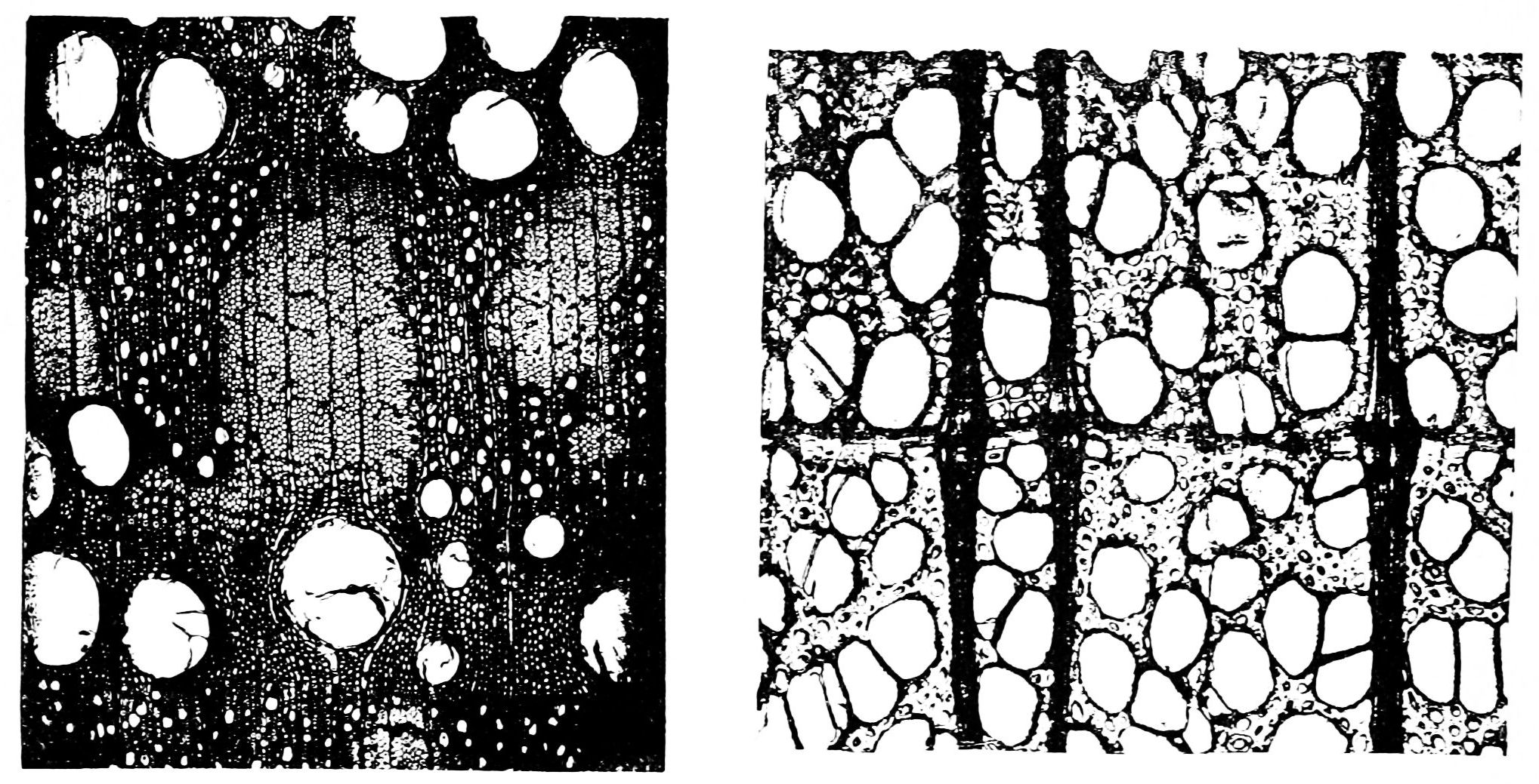 White Oak stem identification view