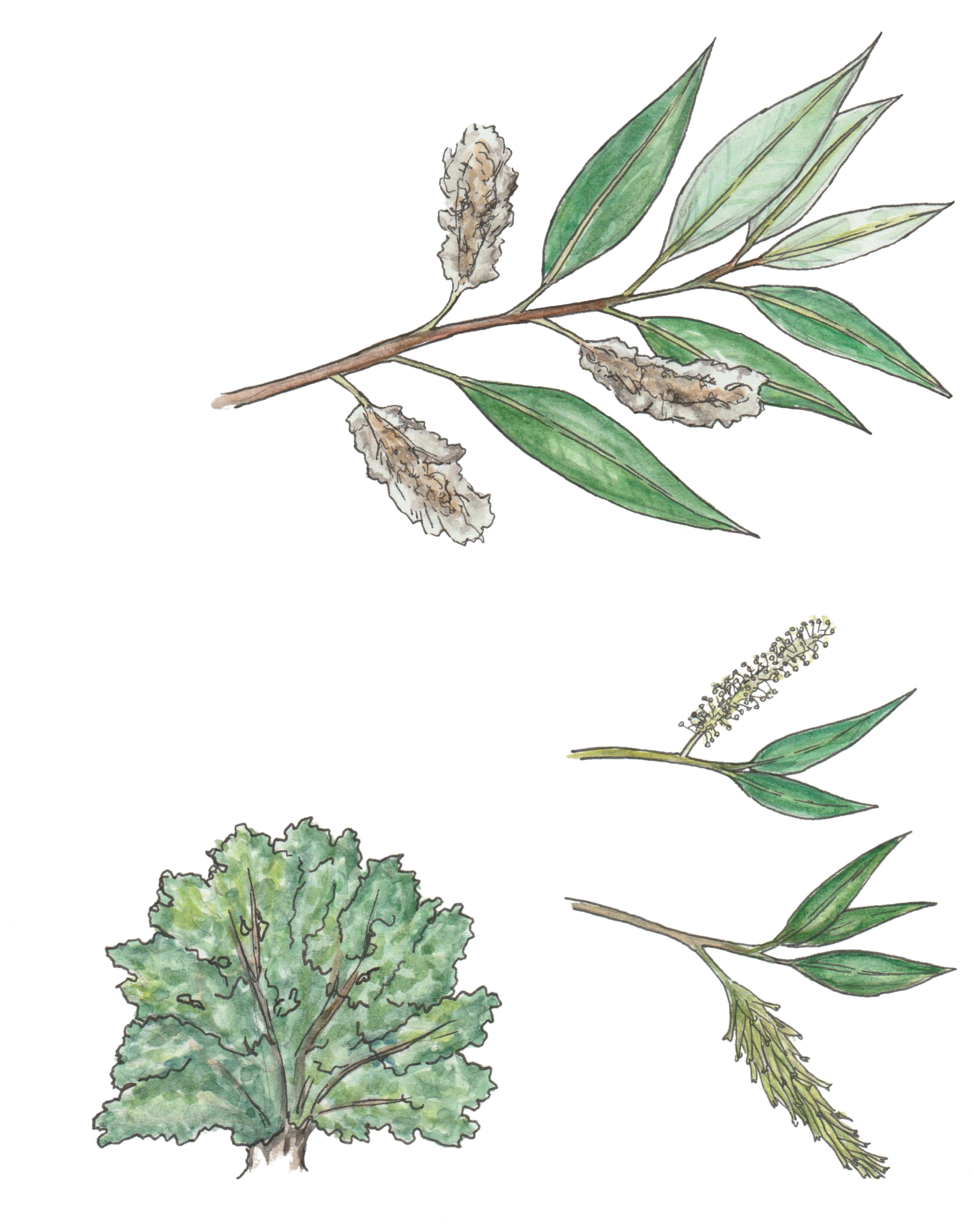 White willow flower identification view