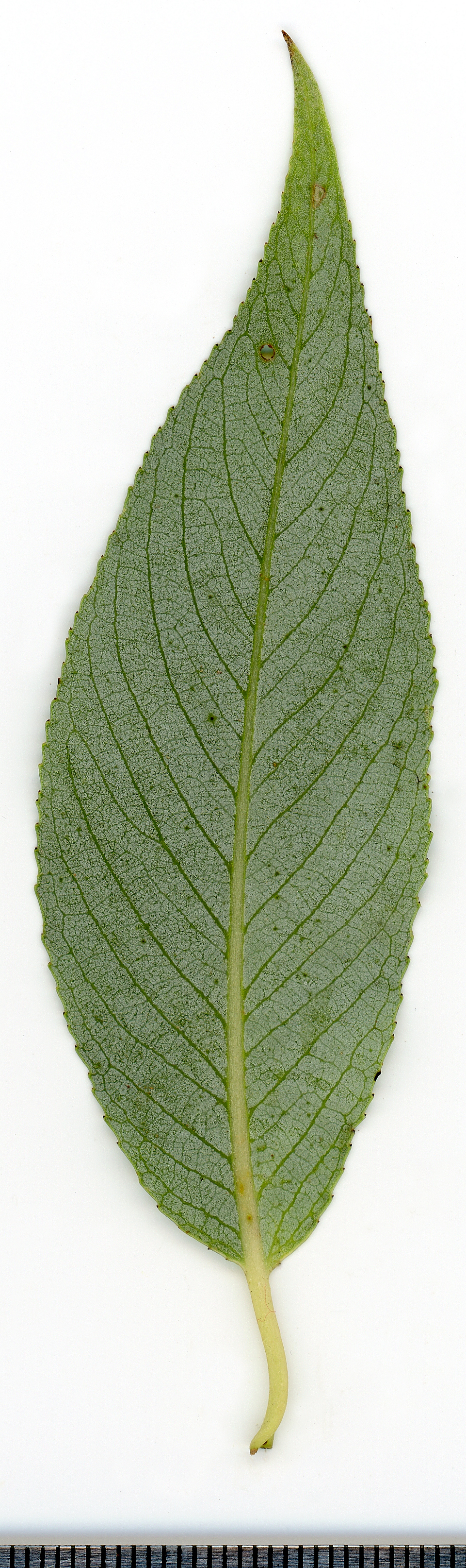 White willow leaf identification view
