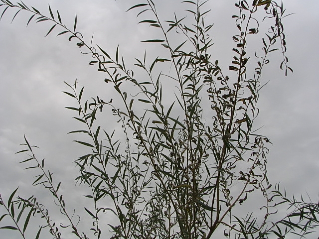 White willow stem identification view