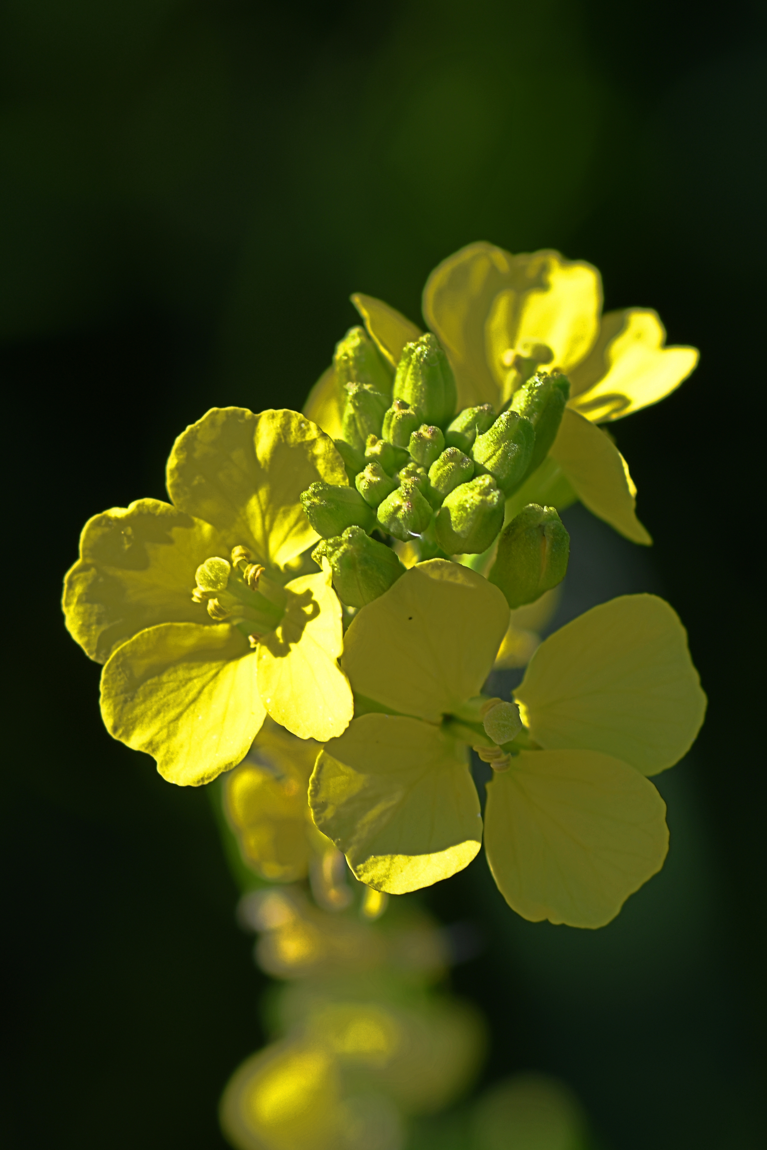 Wild Mustard flower identification view