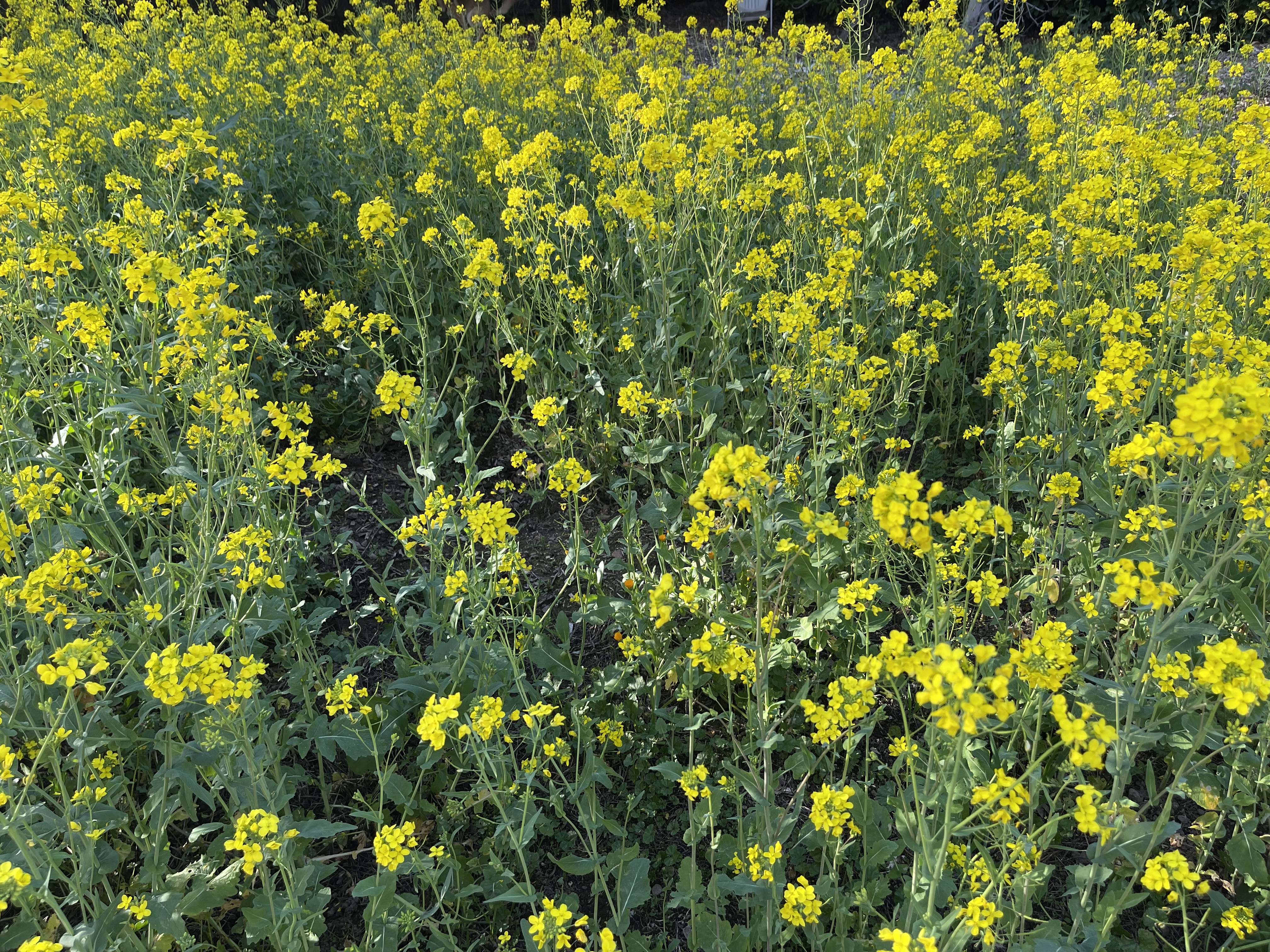 Wild Mustard plant identification view