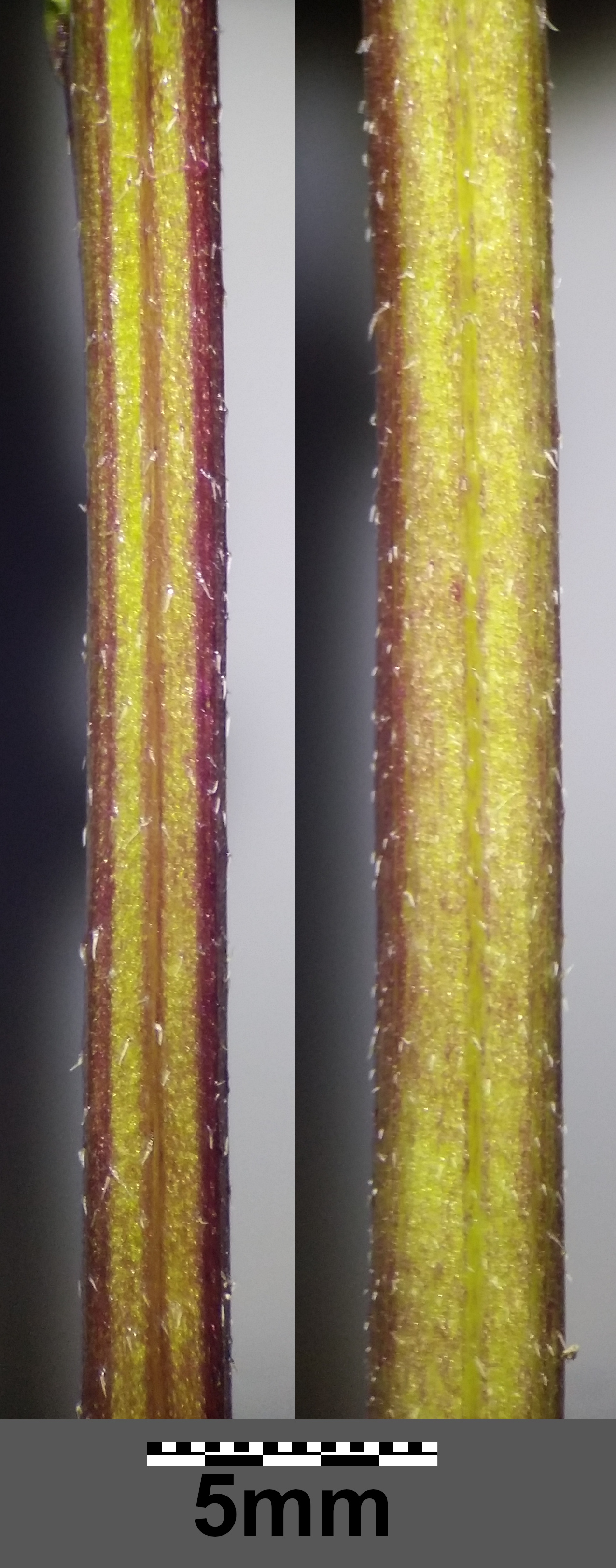Wild Mustard stem identification view