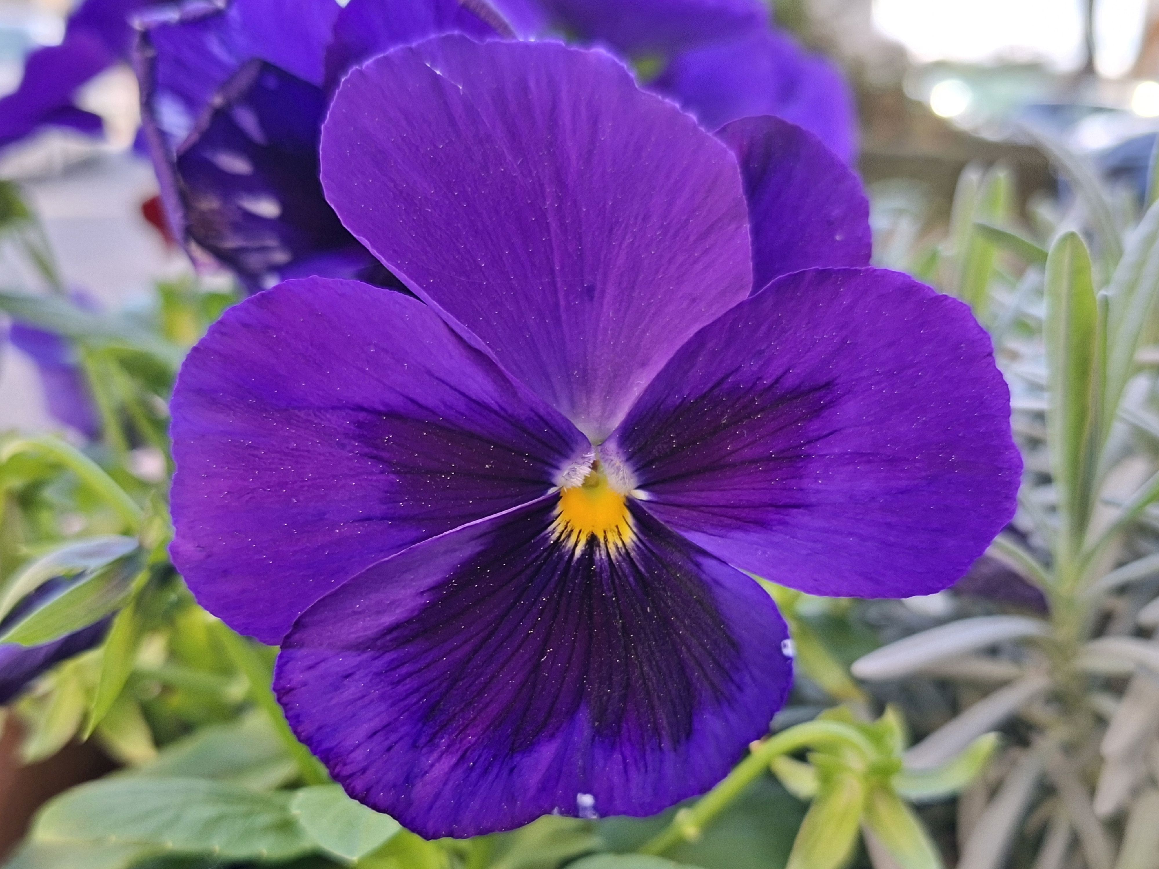 Wild pansy flower identification view