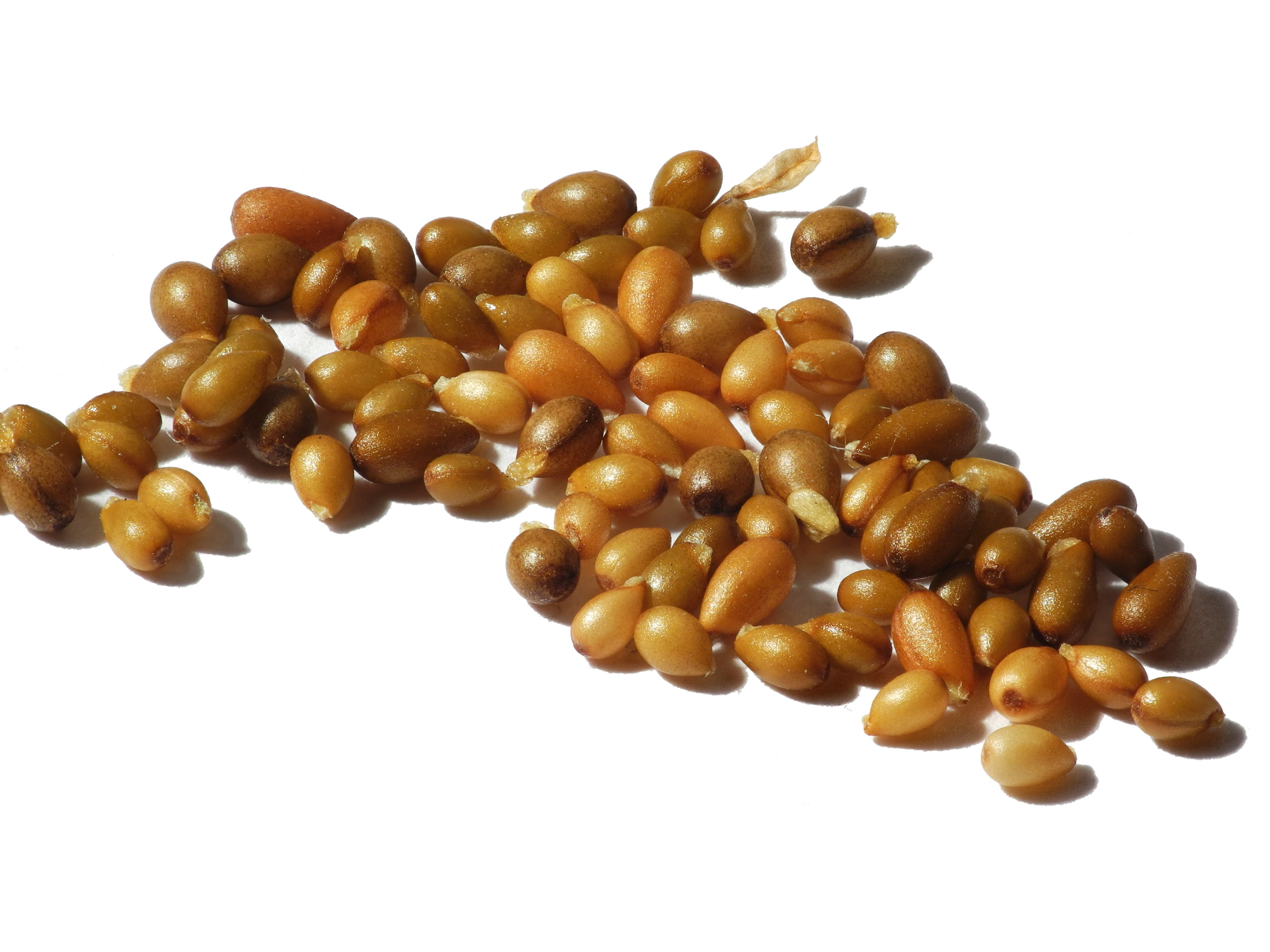 Wild pansy fruit identification view