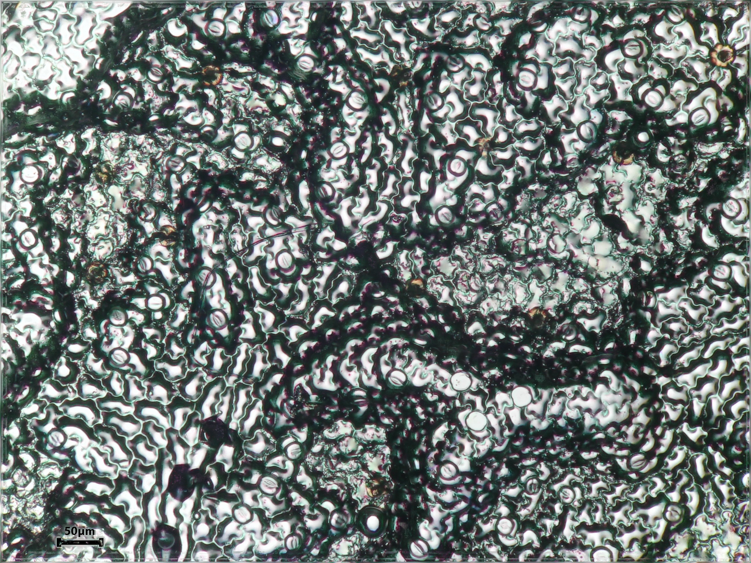 Wild pansy leaf identification view