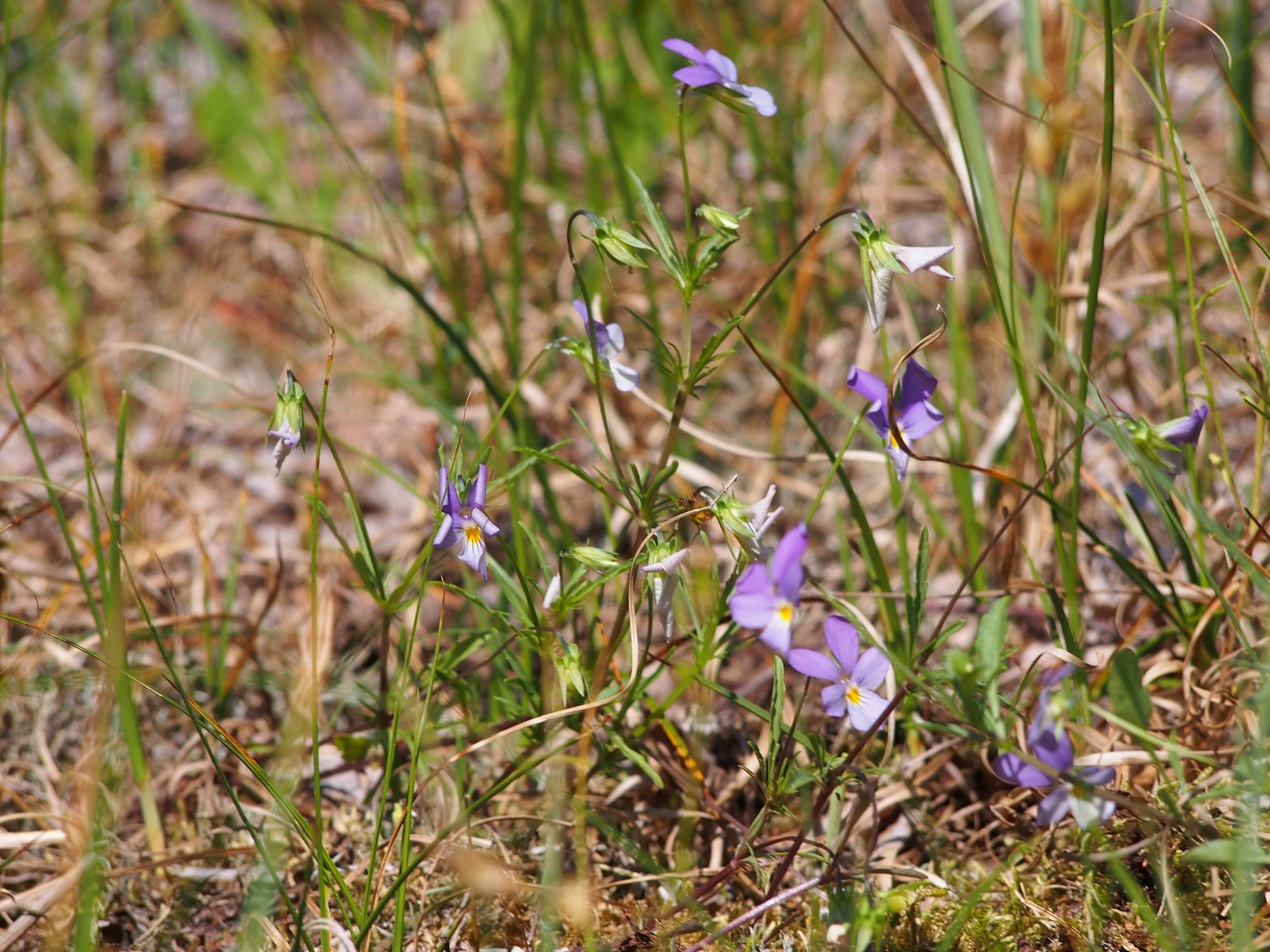 Wild pansy plant identification view