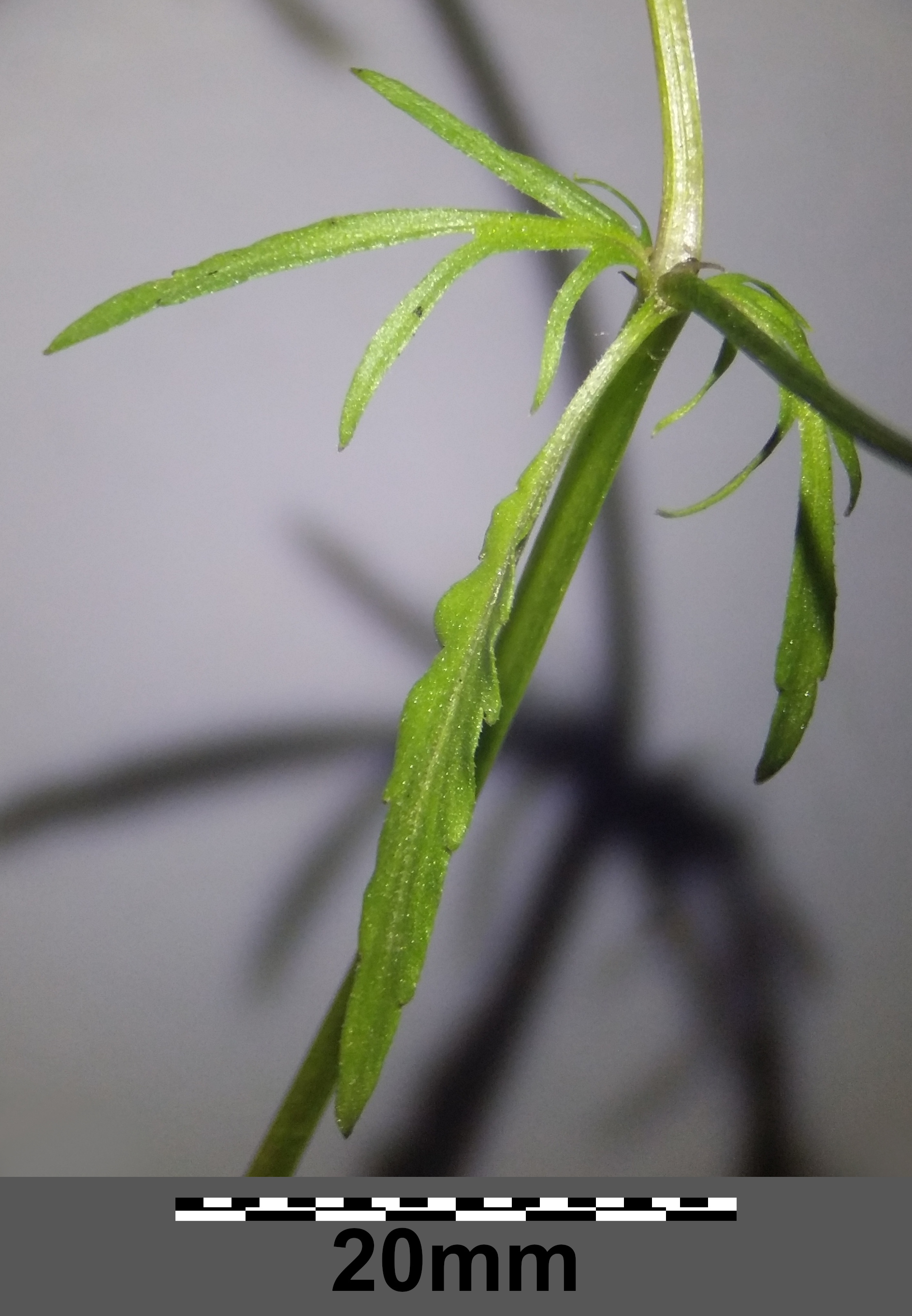 Wild pansy stem identification view
