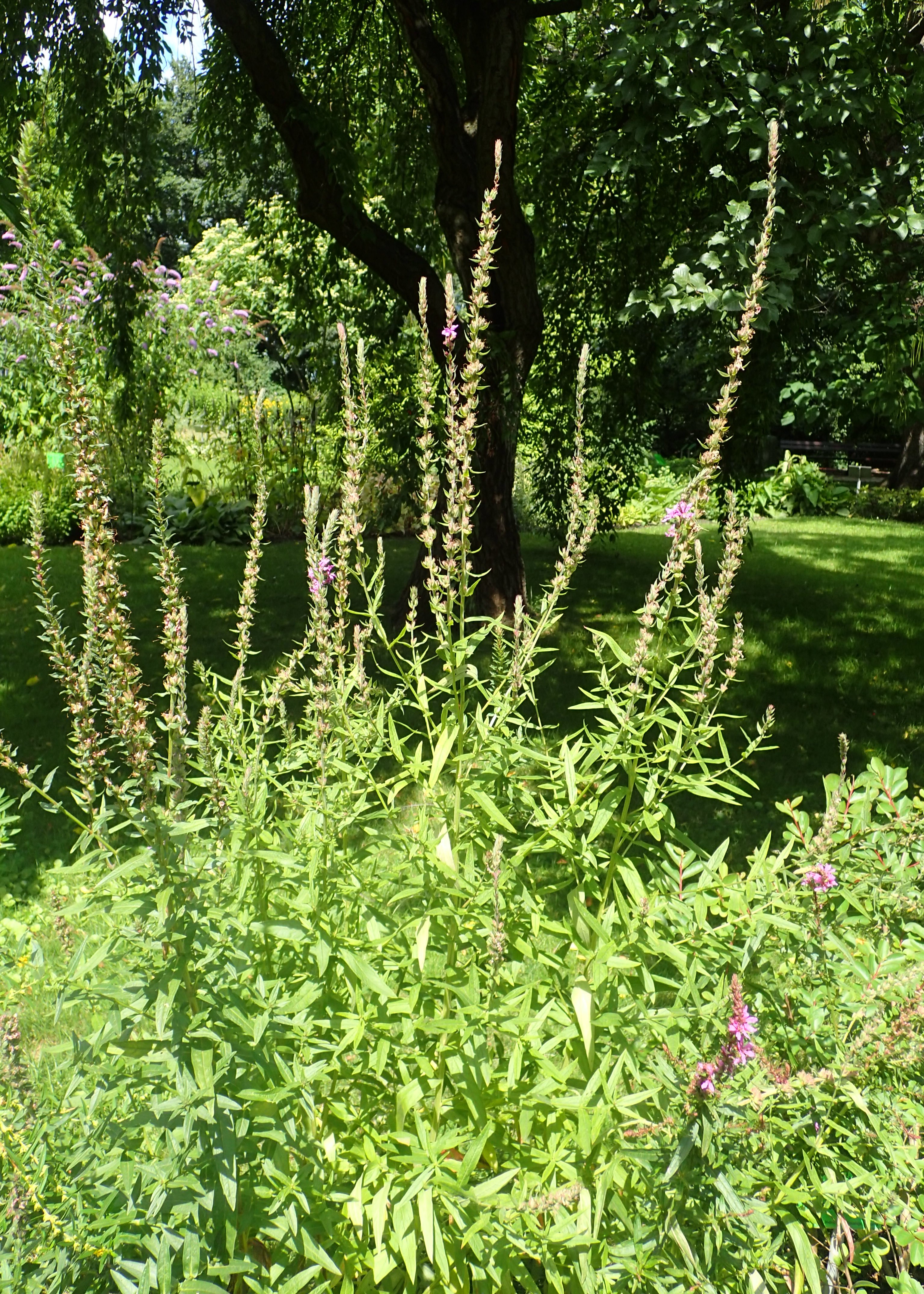 winged loosestrife flower identification view