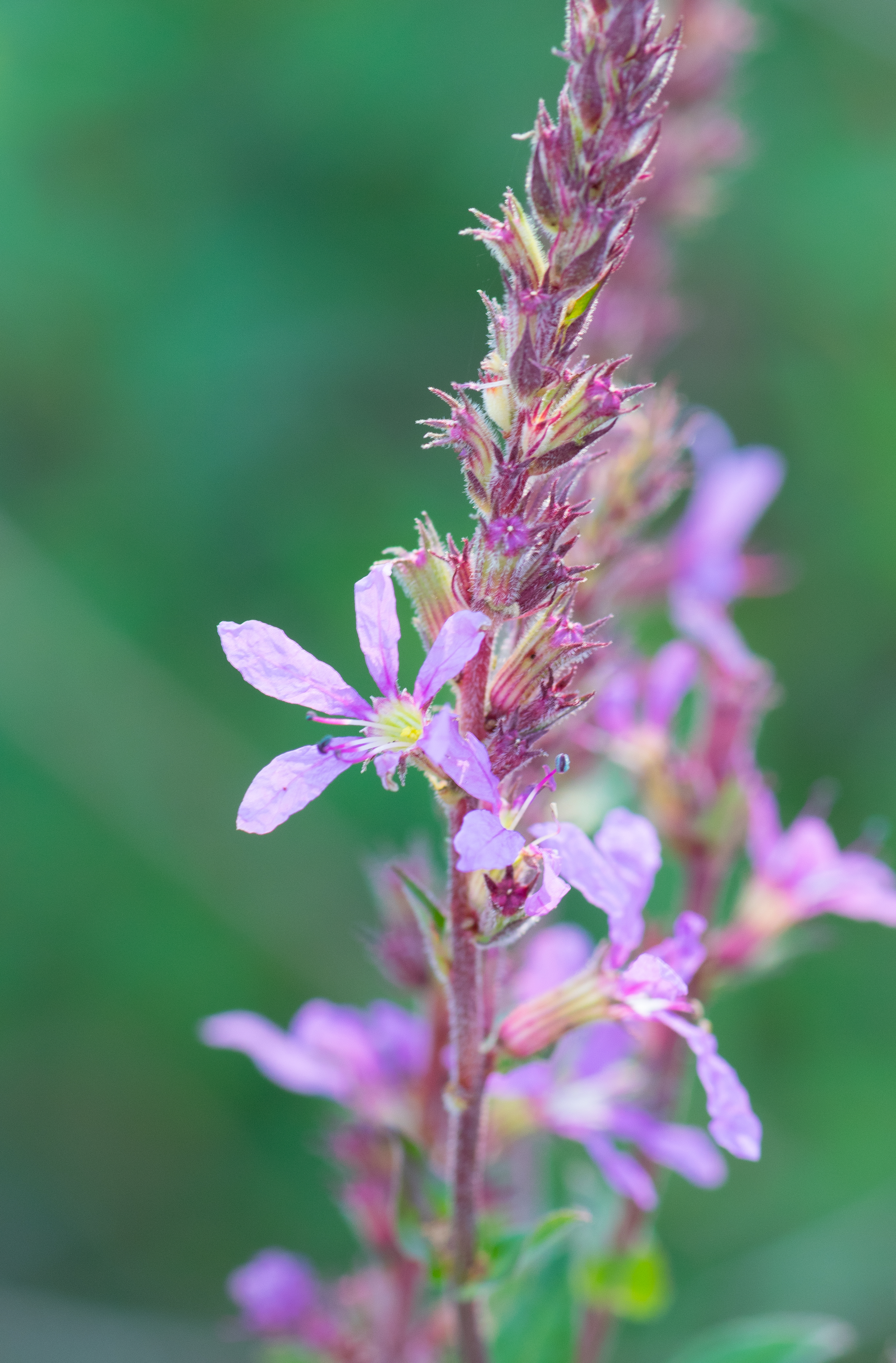 winged loosestrife fruit identification view