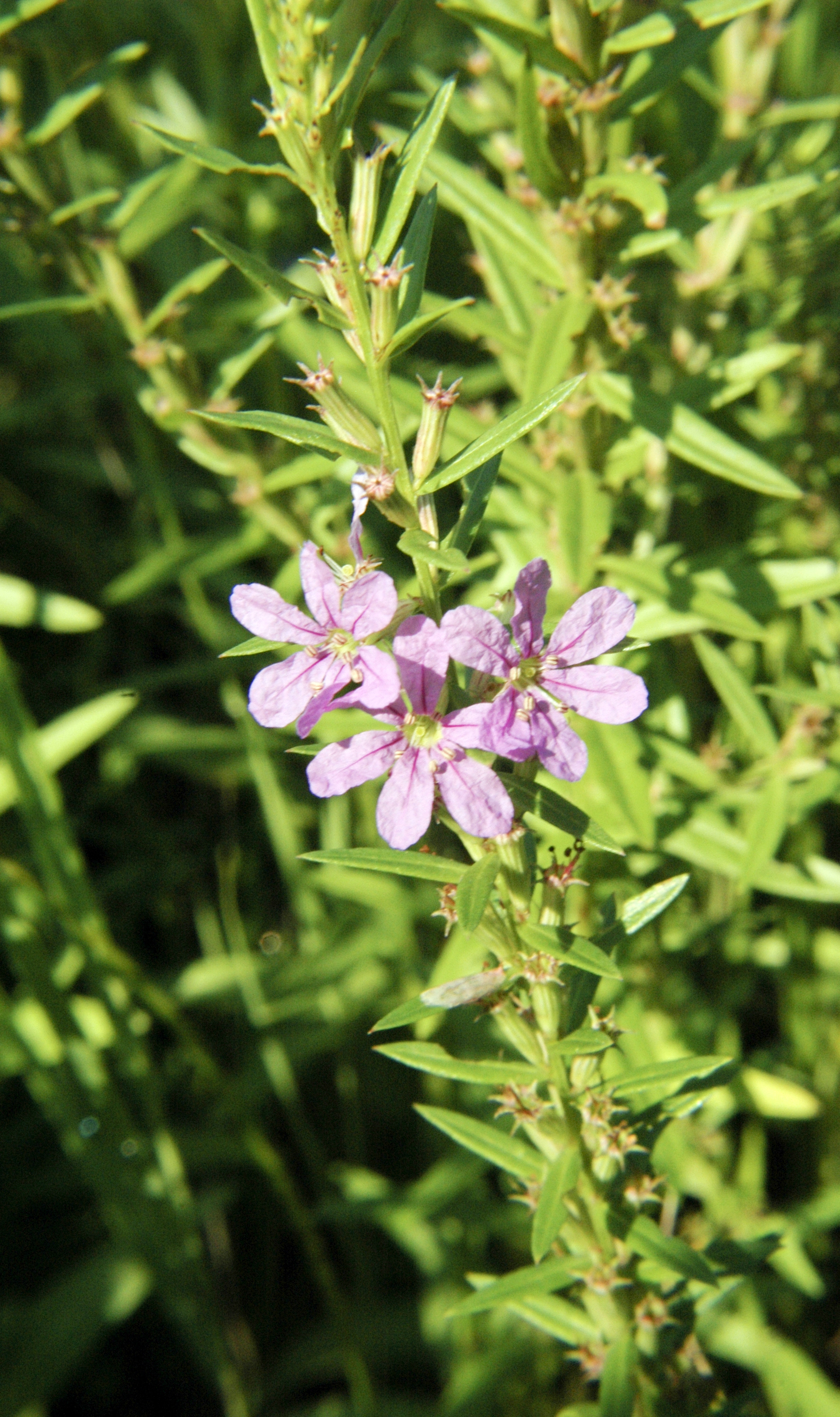 winged loosestrife plant identification view
