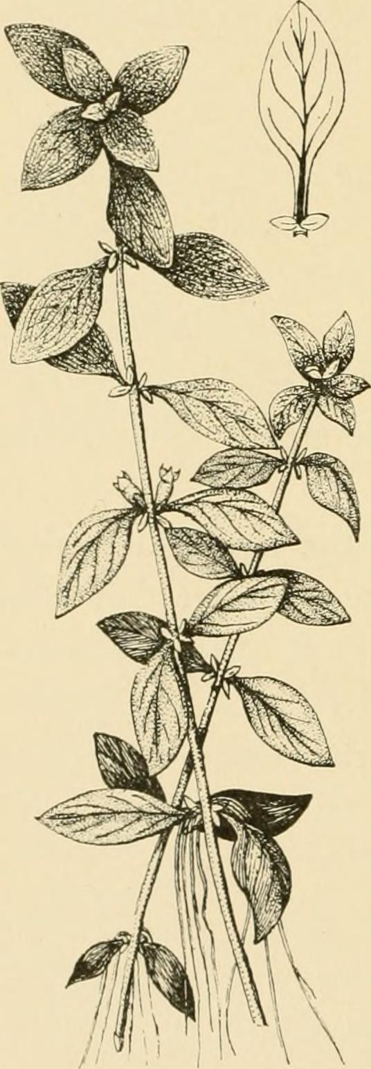 winged loosestrife stem identification view