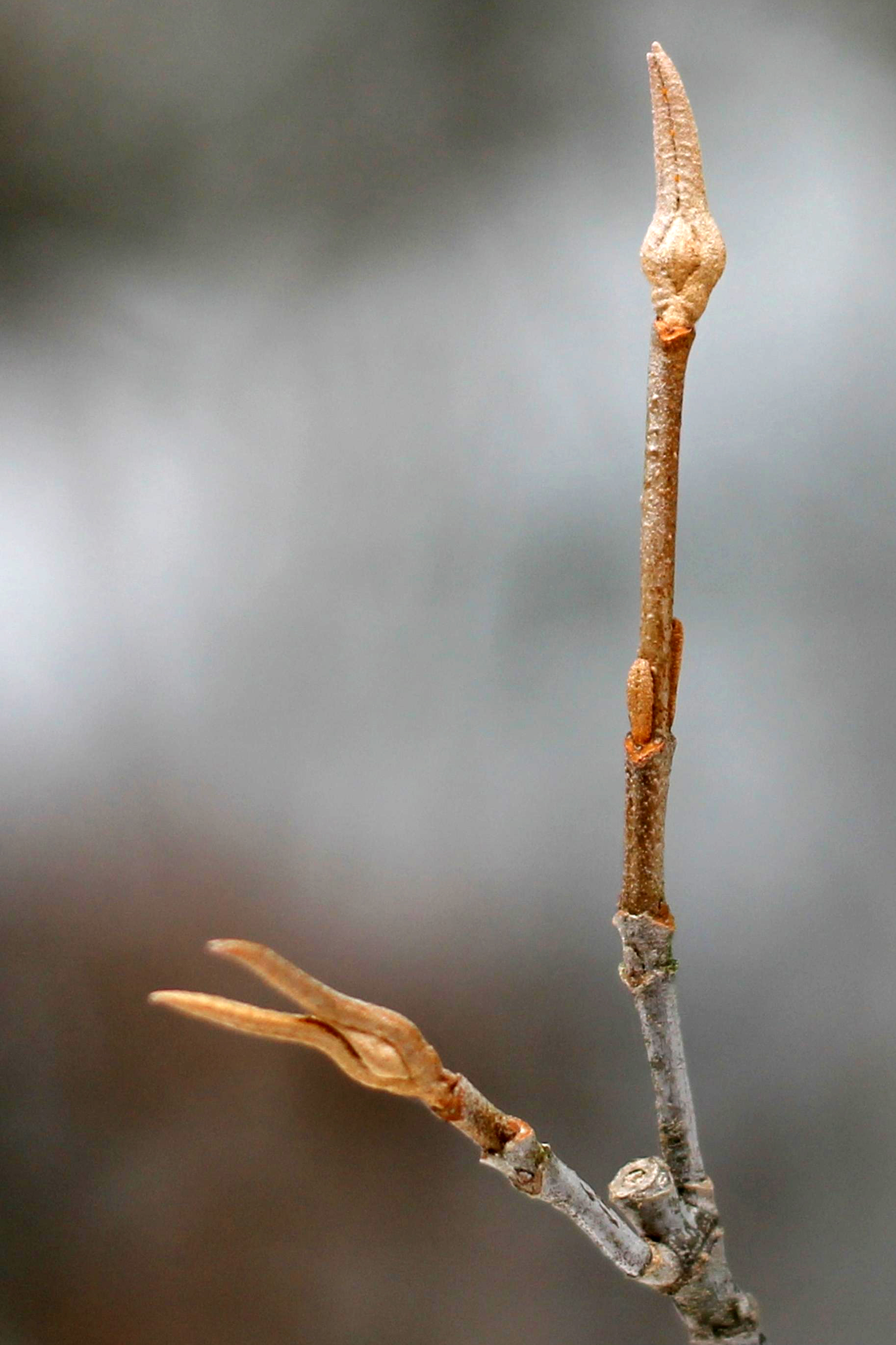 withe-rod flower identification view