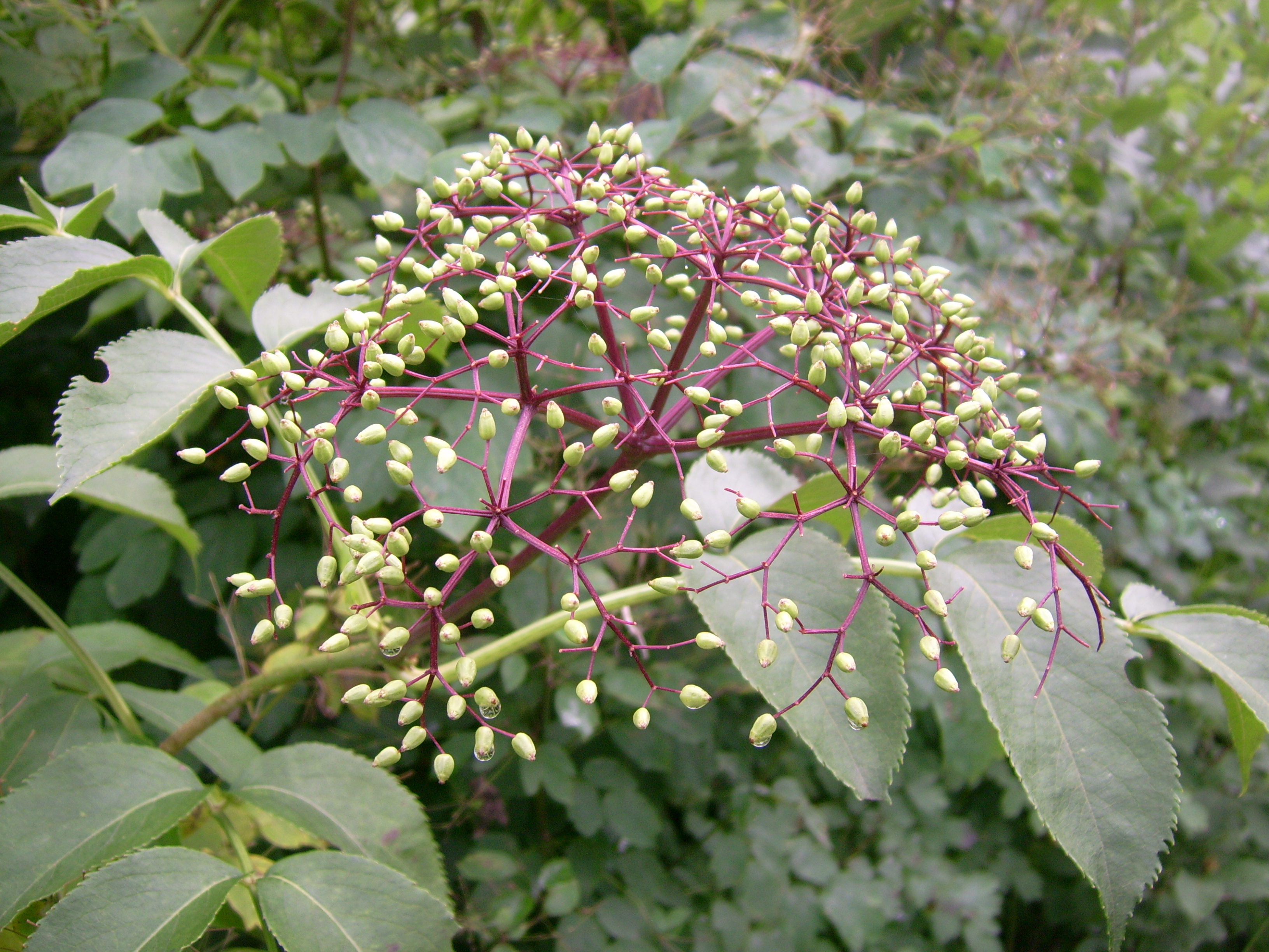 withe-rod fruit identification view