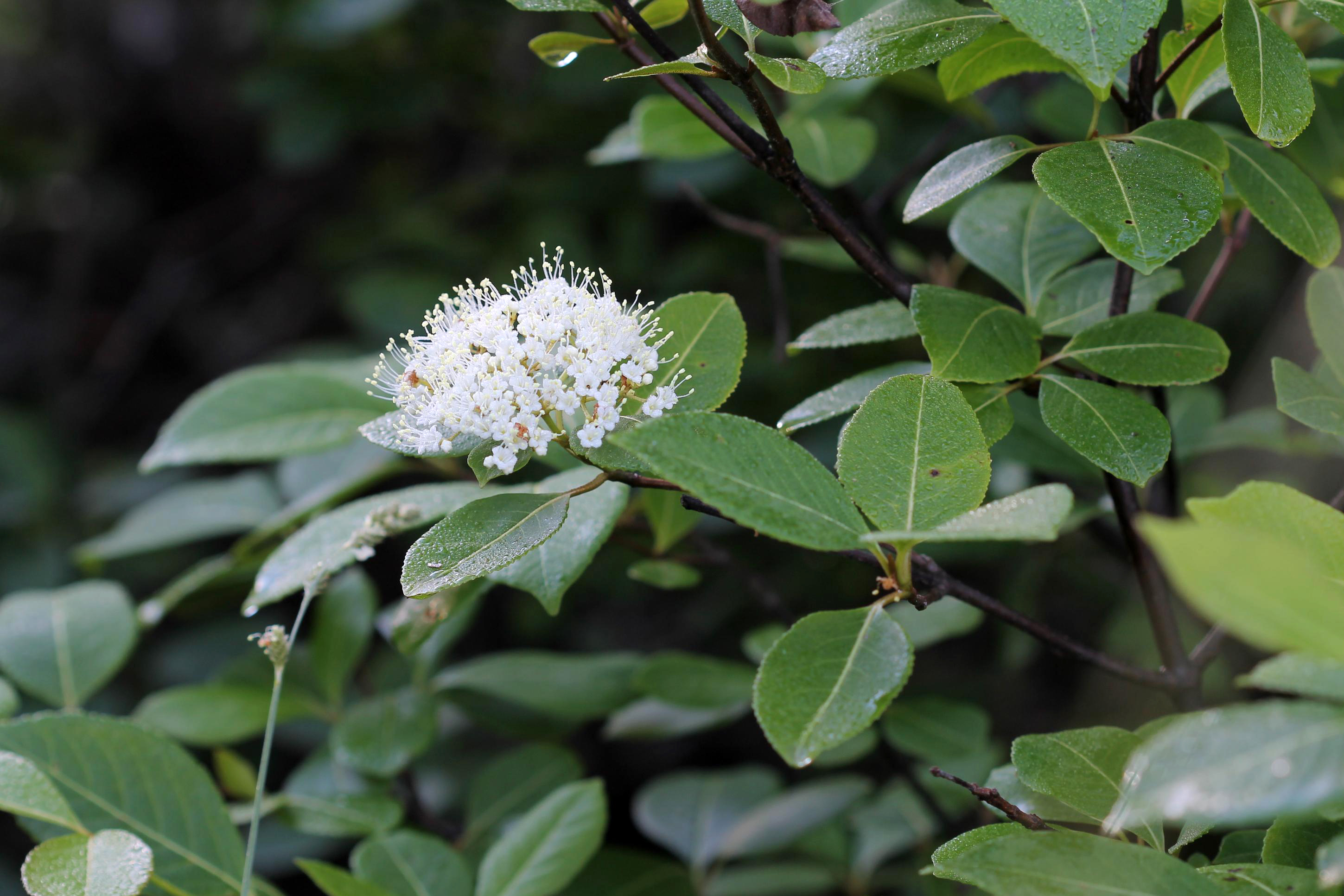 withe-rod leaf identification view