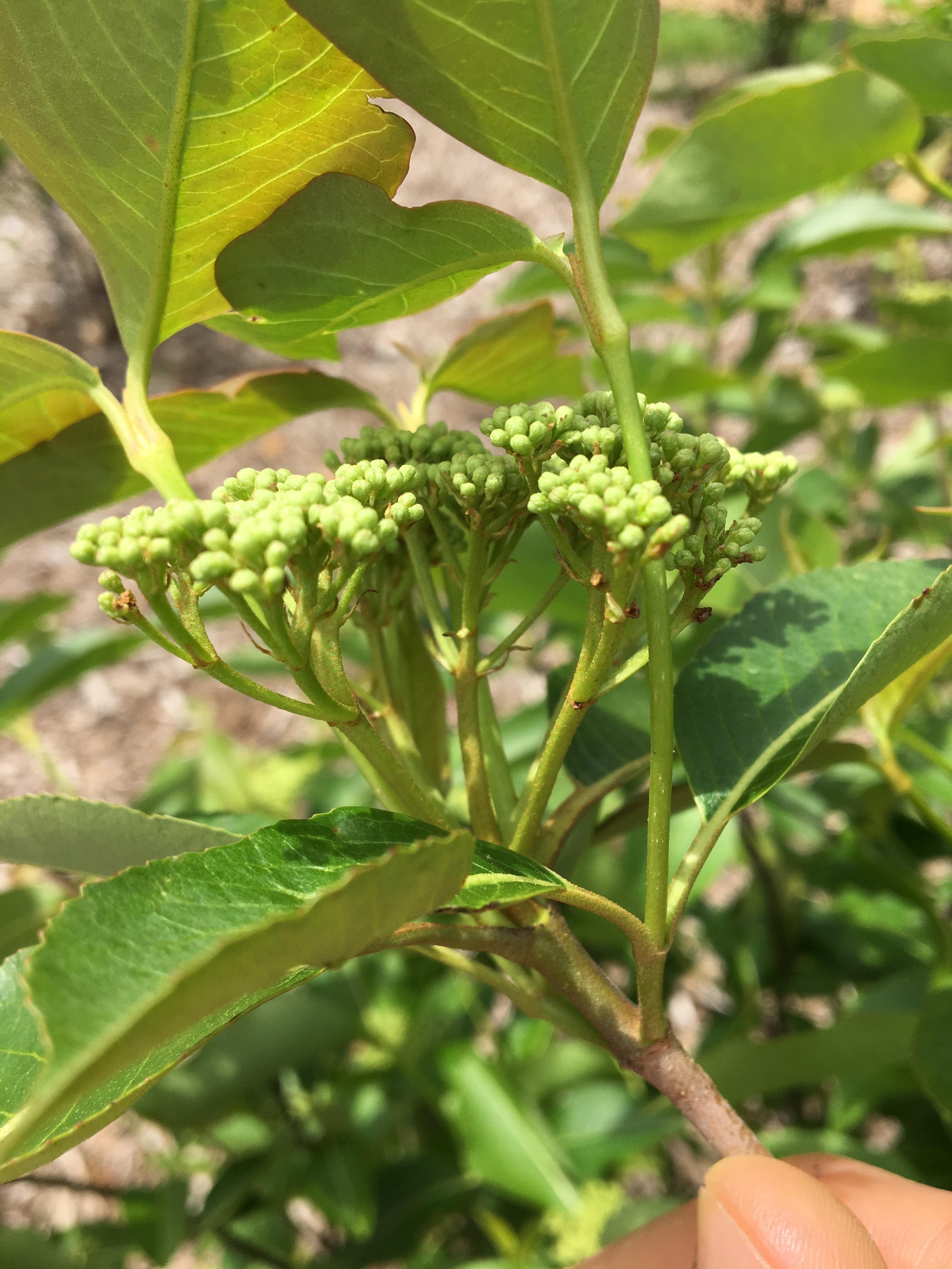 withe-rod plant identification view