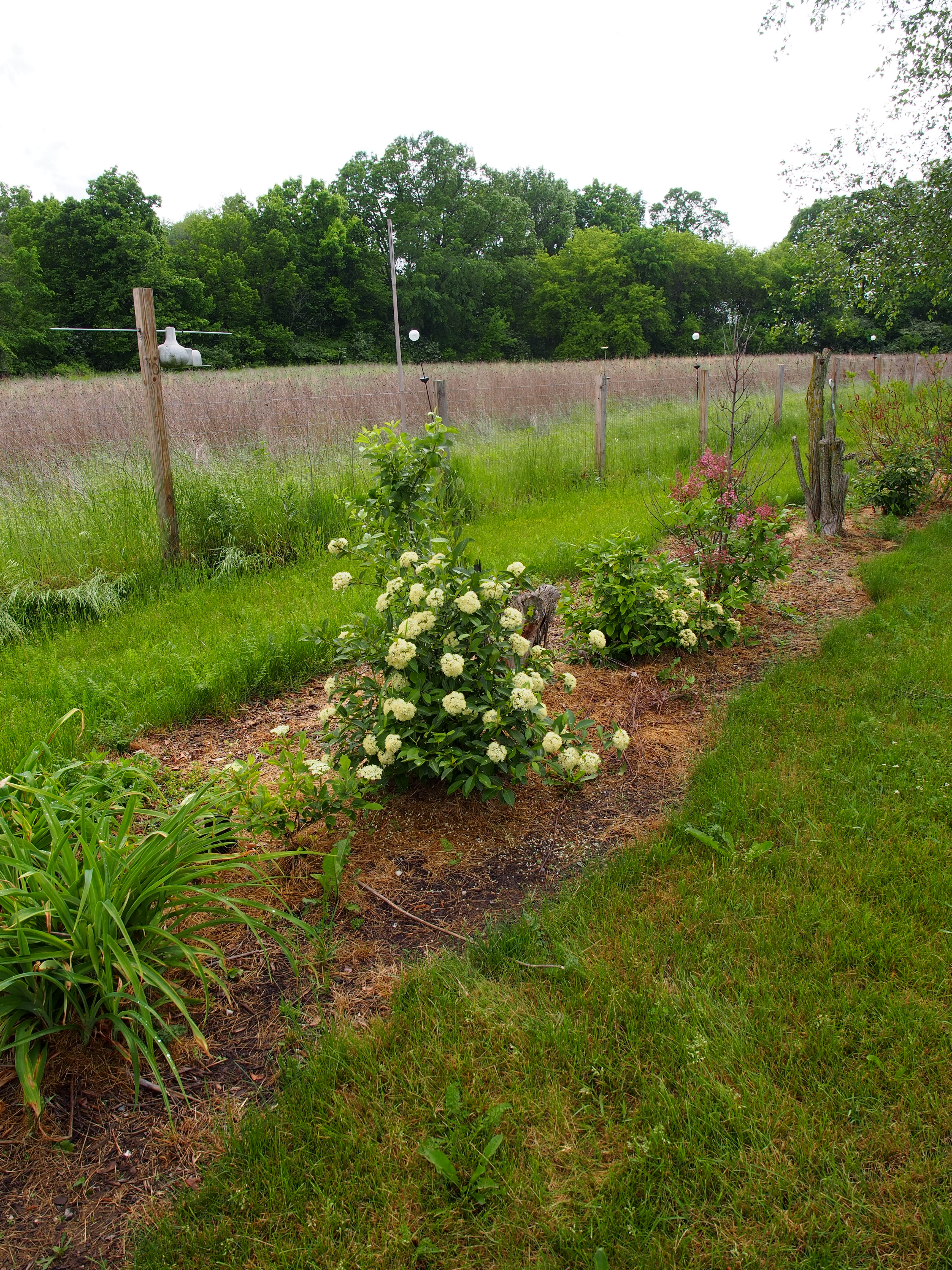 withe-rod stem identification view