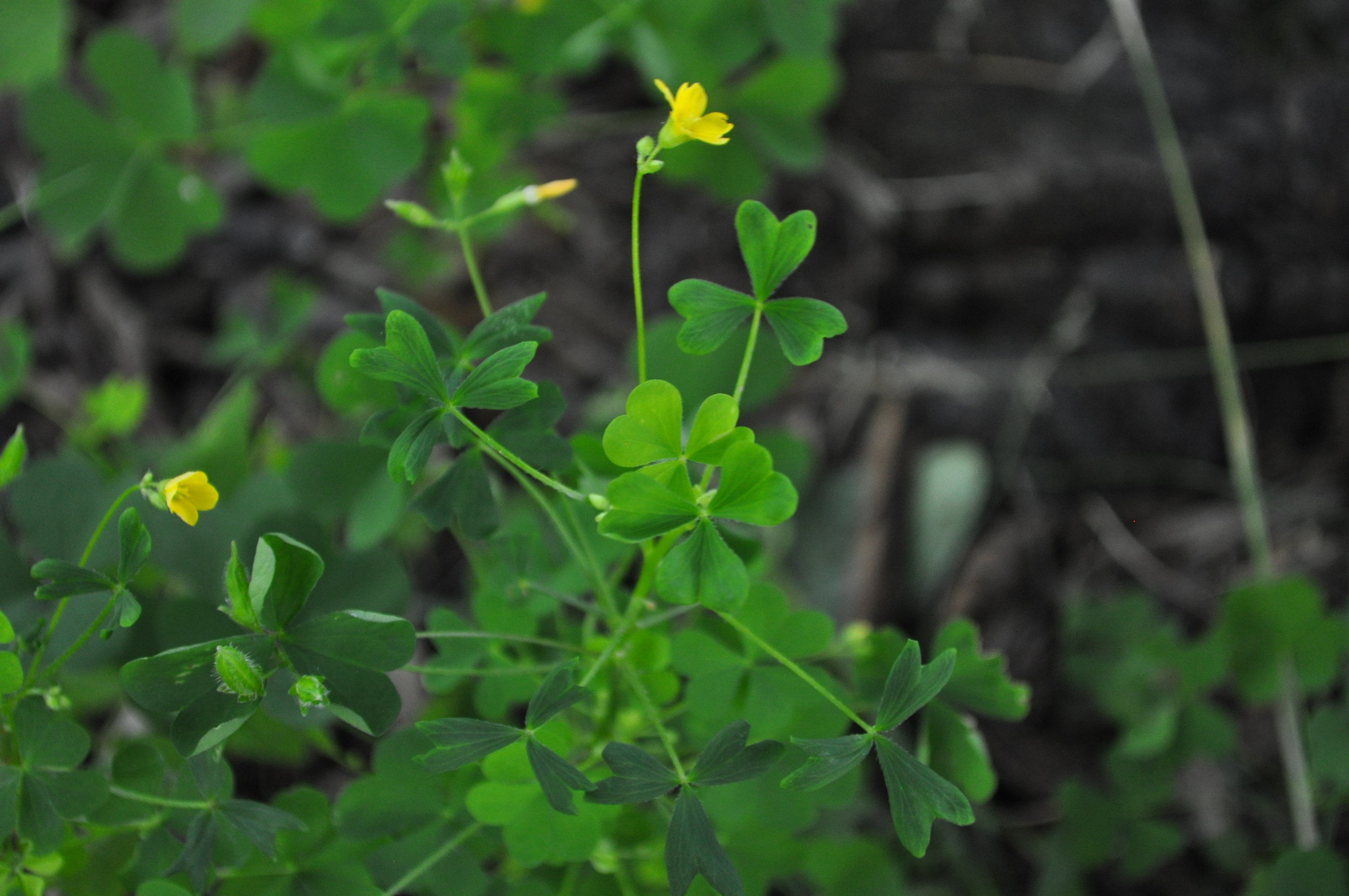 Wood Sorrel flower identification view