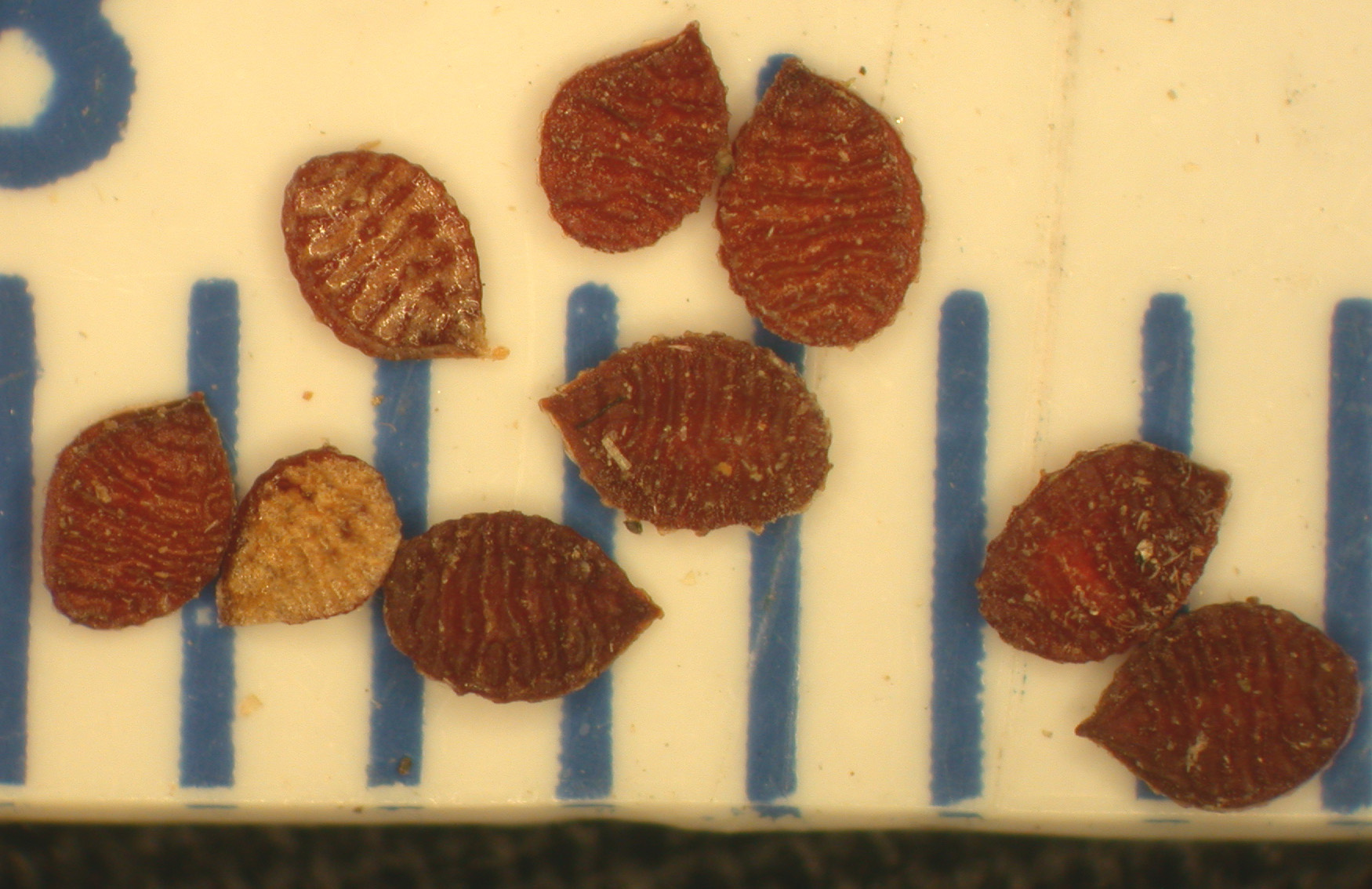 Wood Sorrel fruit identification view