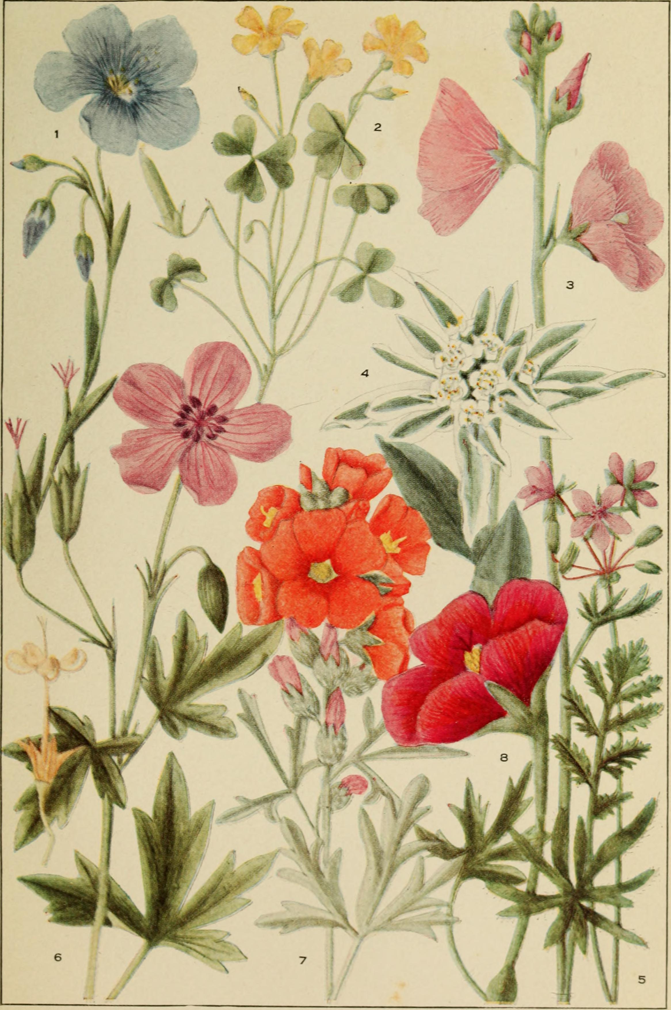 Wood Sorrel stem identification view