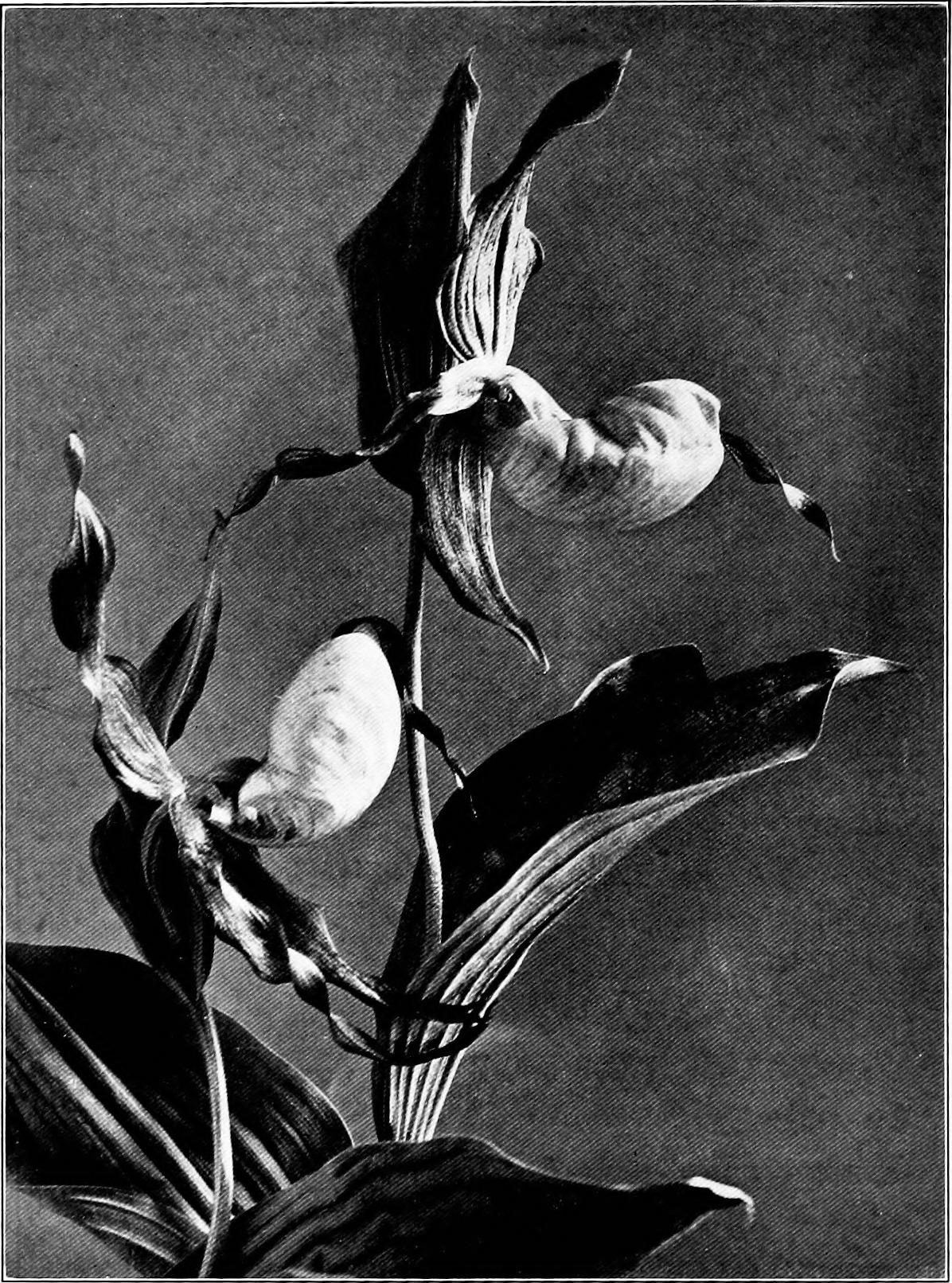 Yellow lady's slipper fruit identification view