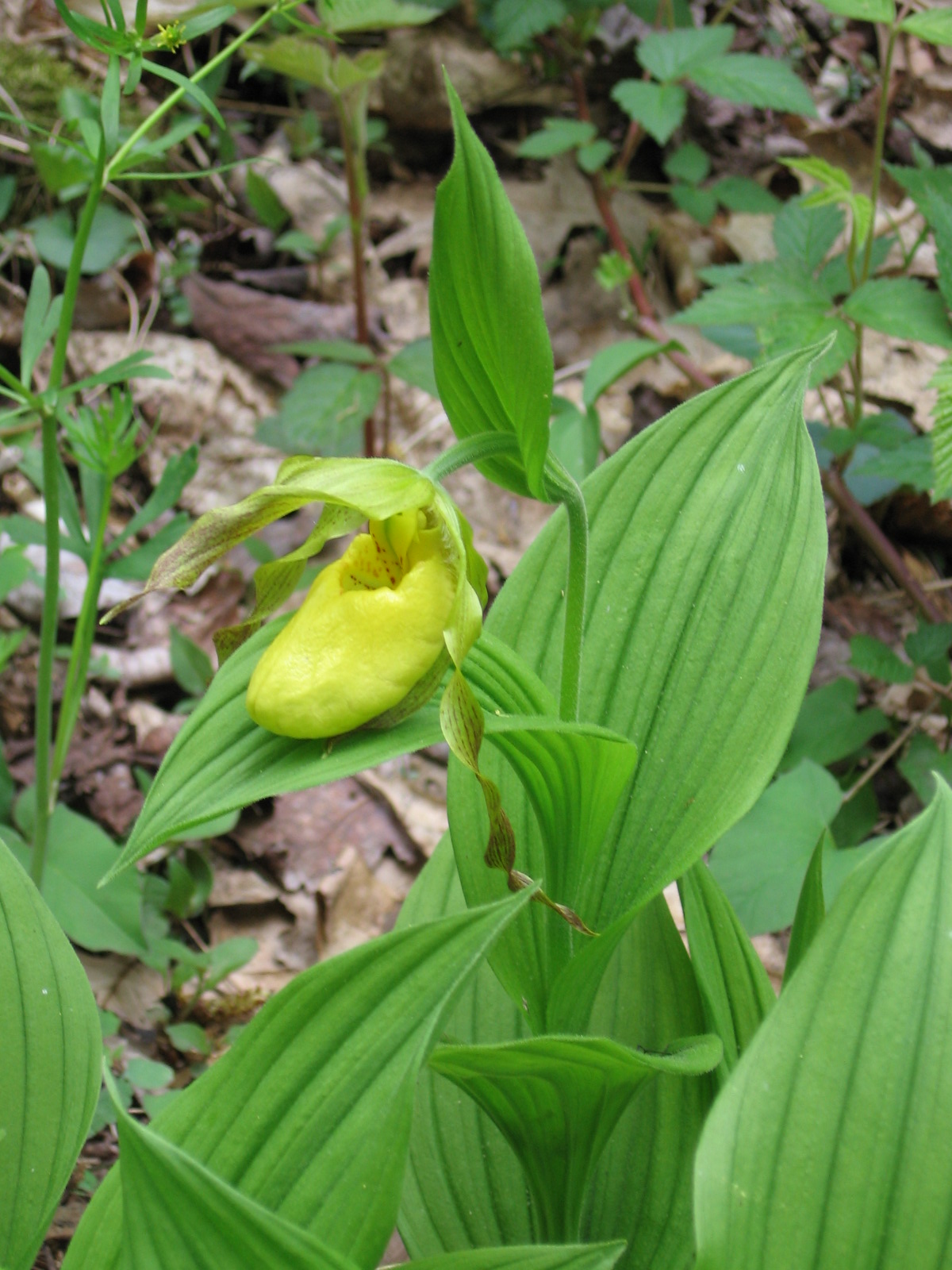 Yellow lady's slipper leaf identification view