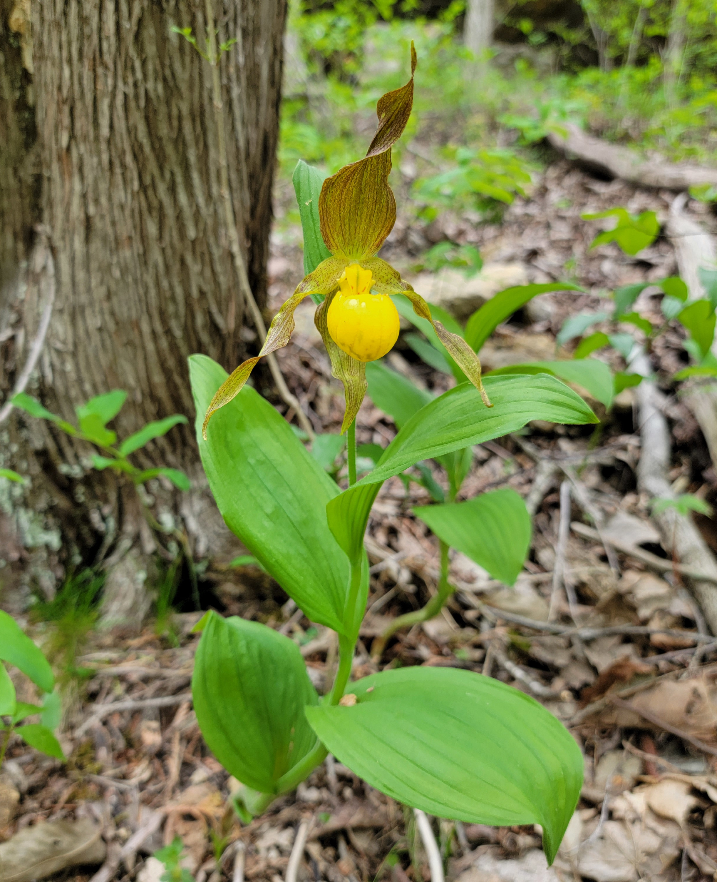 Yellow lady's slipper plant identification view