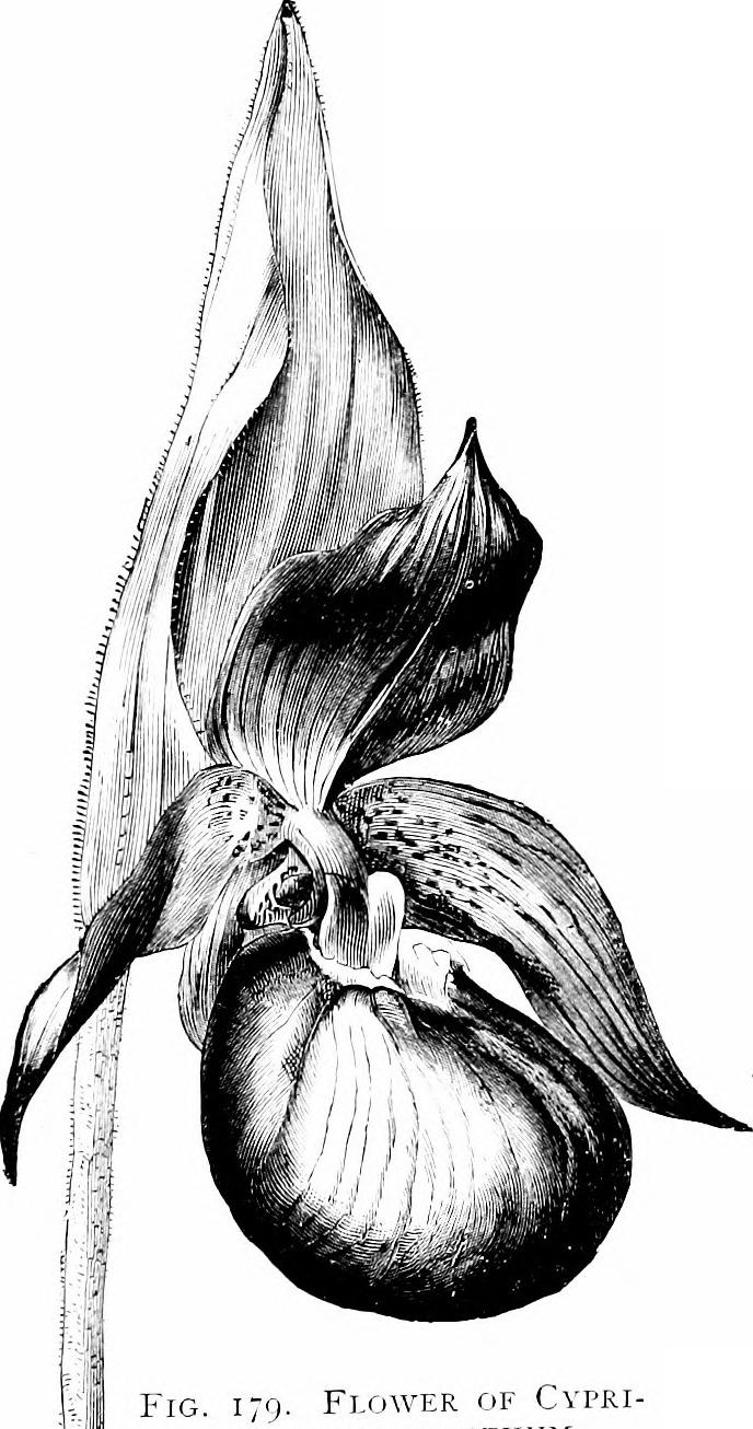 Yellow lady's slipper stem identification view