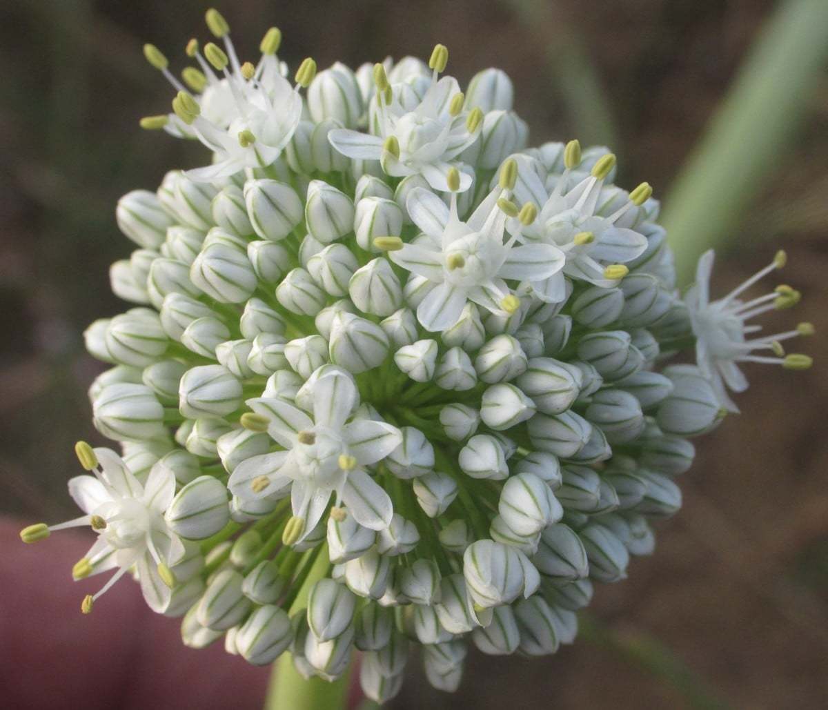 Yellow Sweet Spanish Onion flower identification view