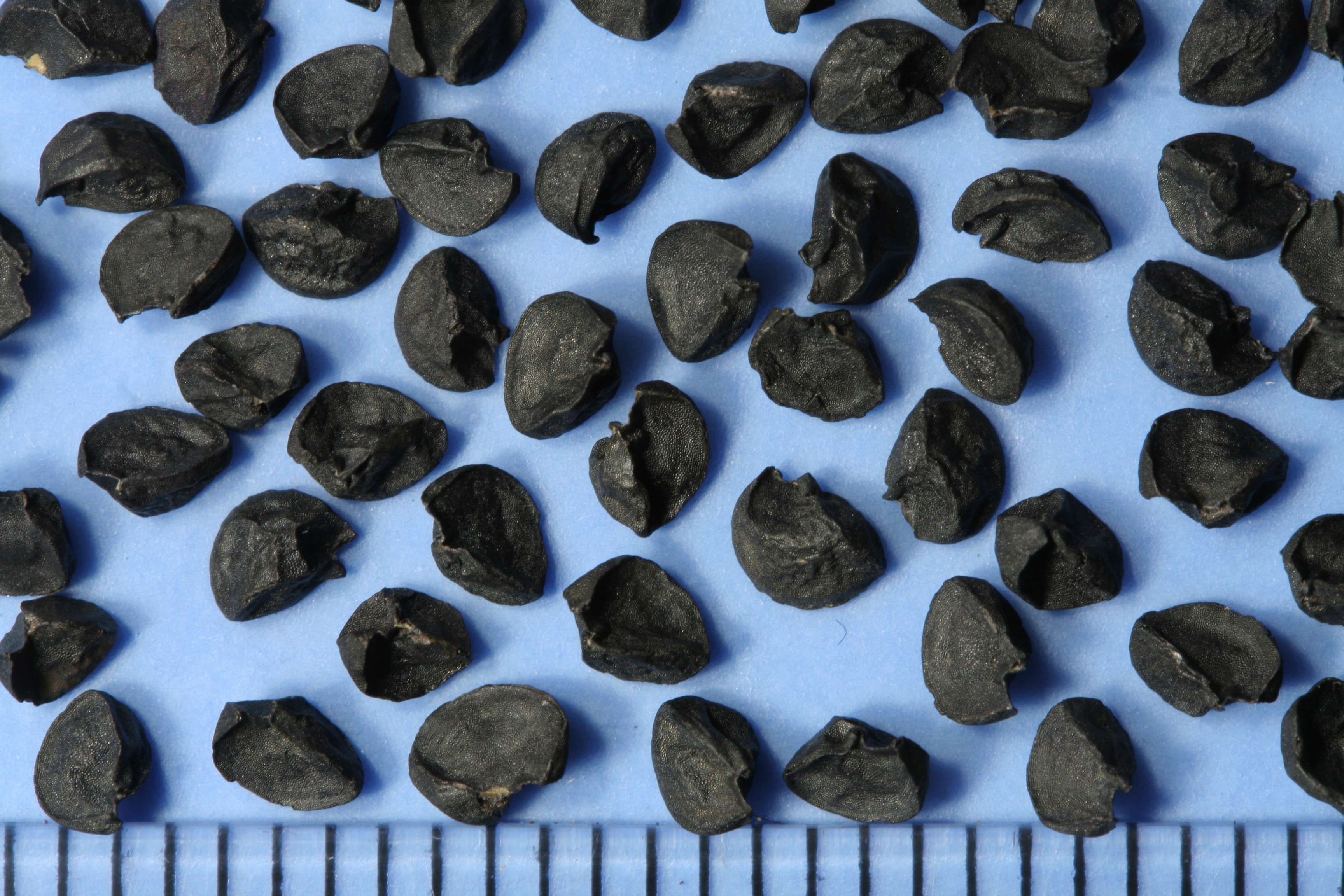 Yellow Sweet Spanish Onion fruit identification view