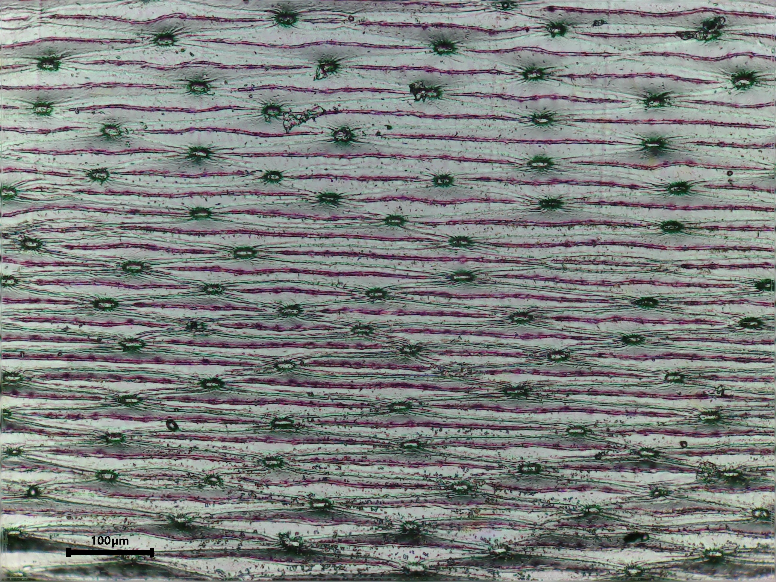 Yellow Sweet Spanish Onion leaf identification view