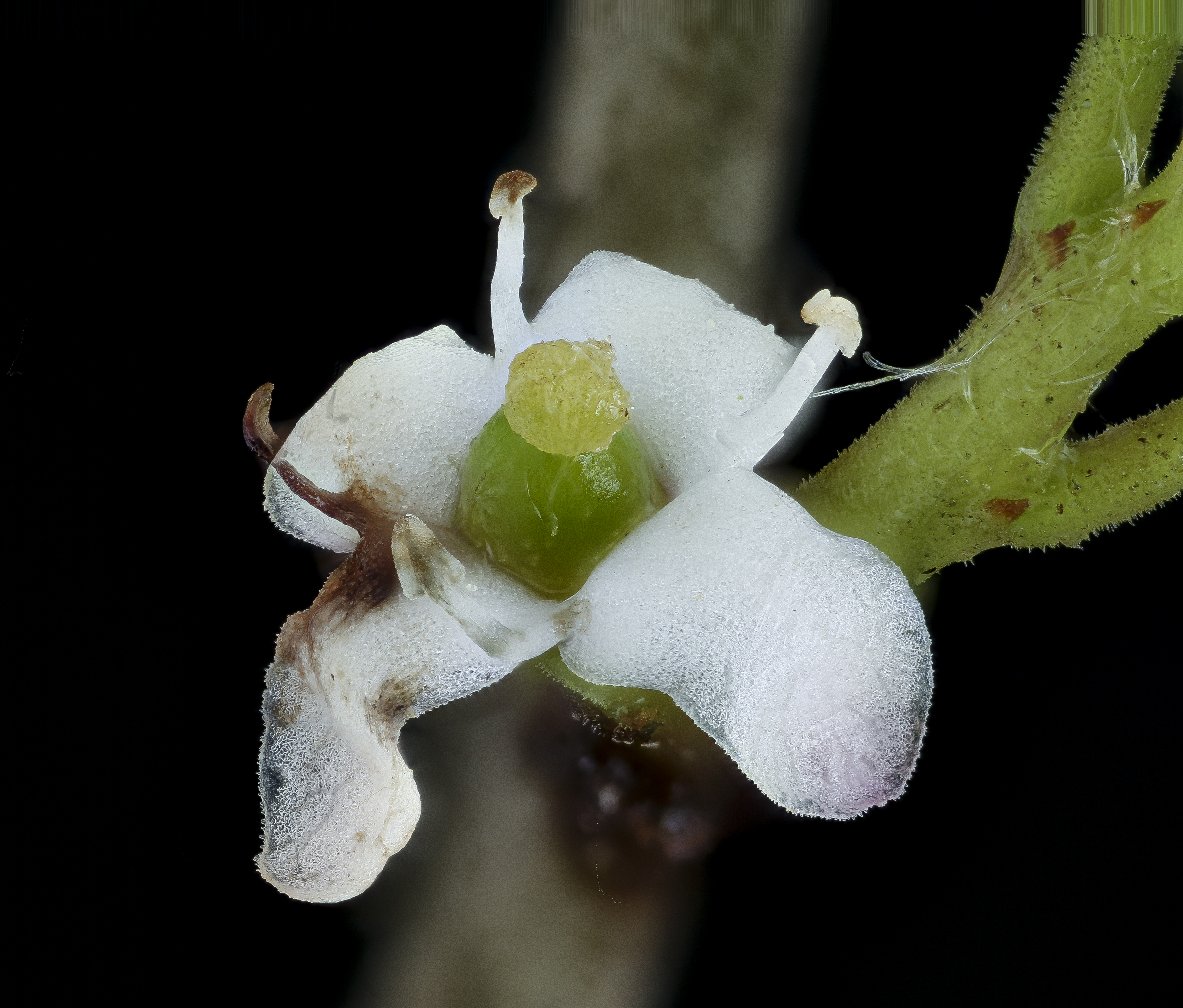 Yerba mate flower identification view