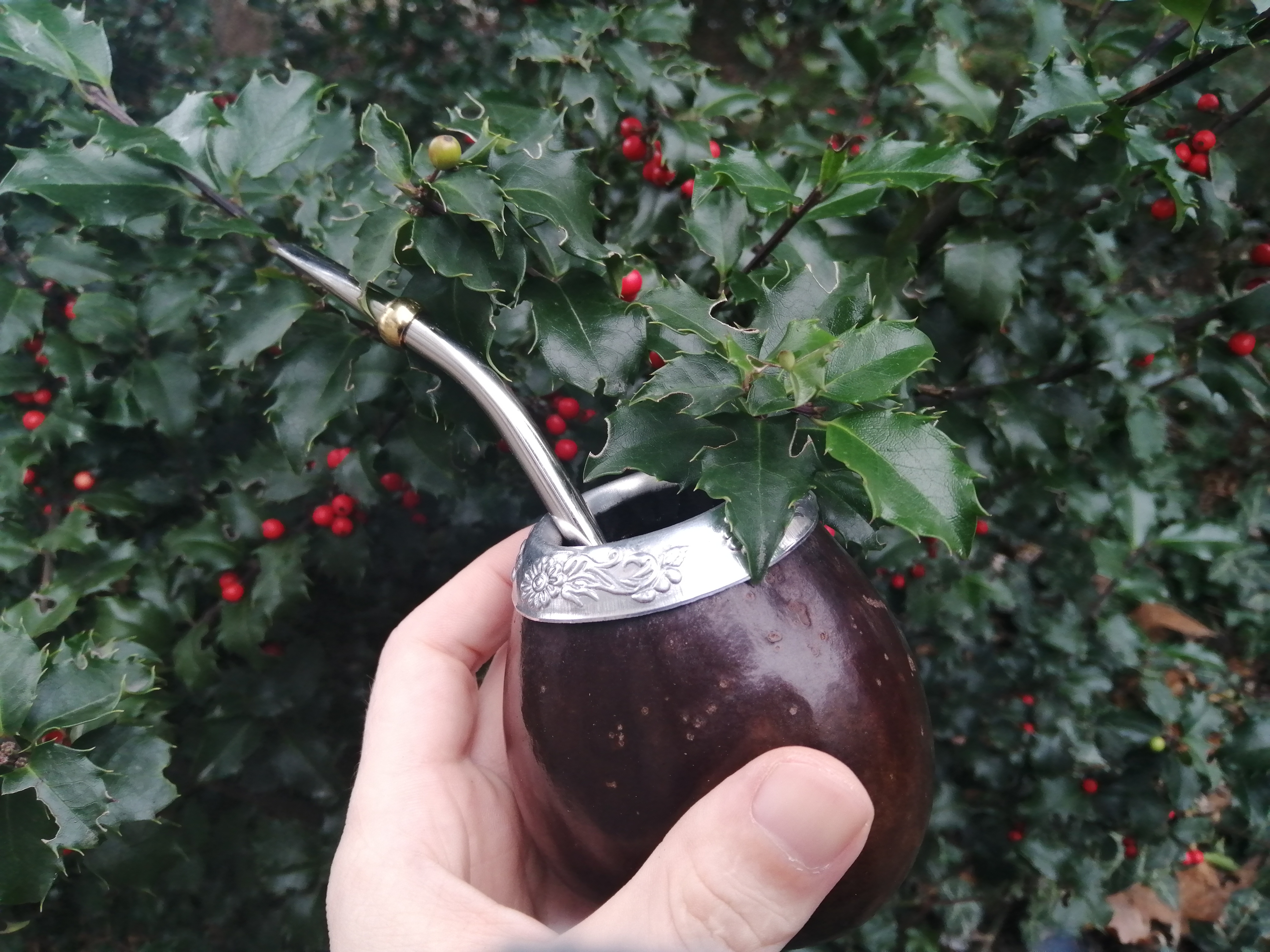 Yerba mate fruit identification view