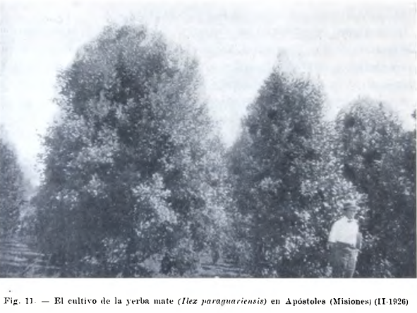 Yerba mate plant identification view