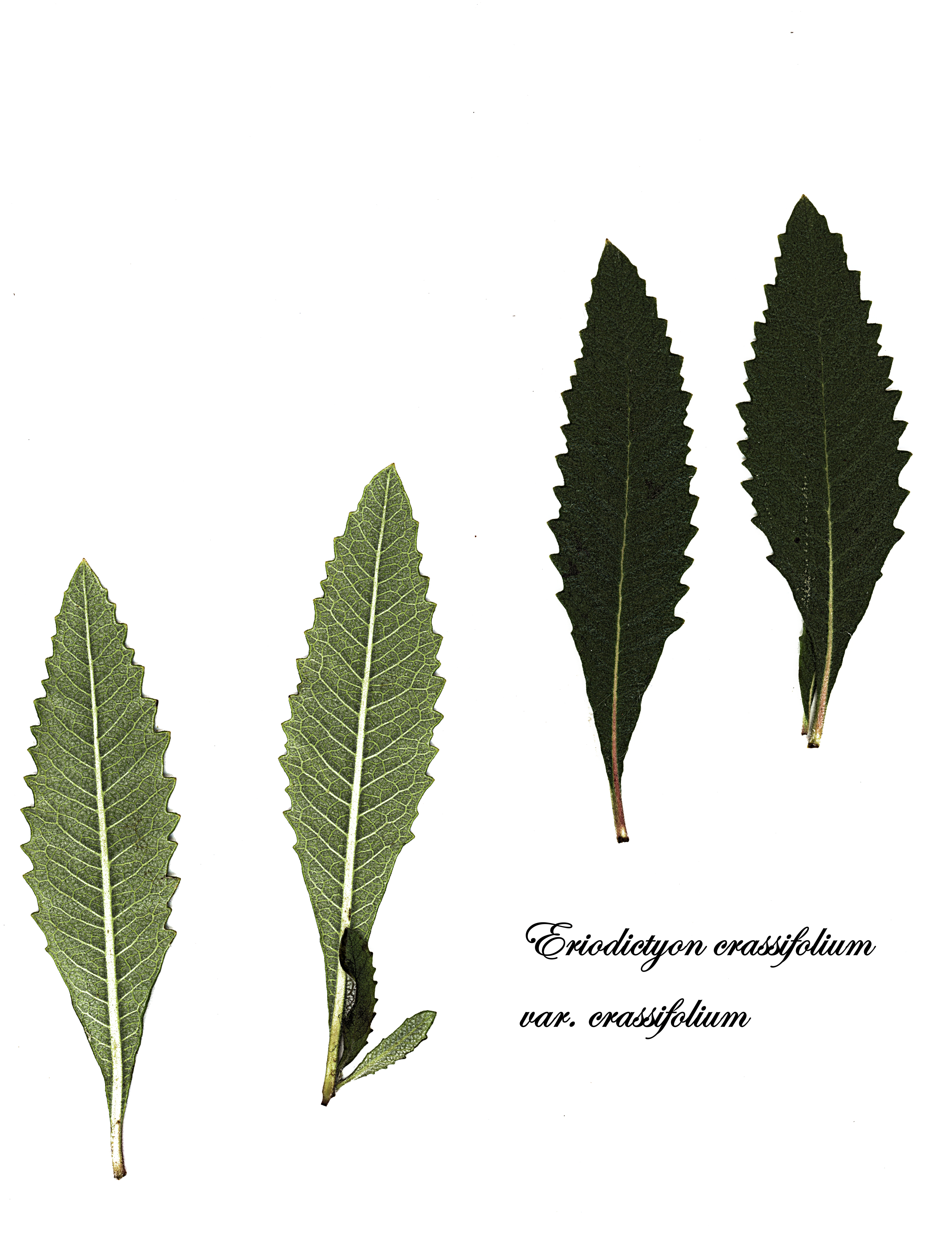 Yerba Santa plant identification view