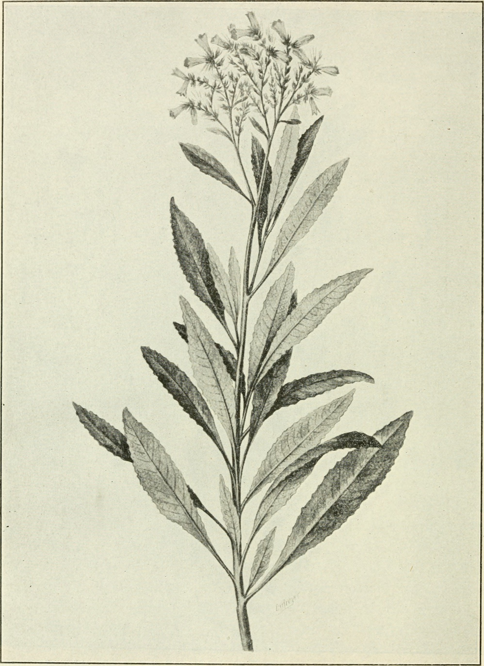 Yerba Santa stem identification view