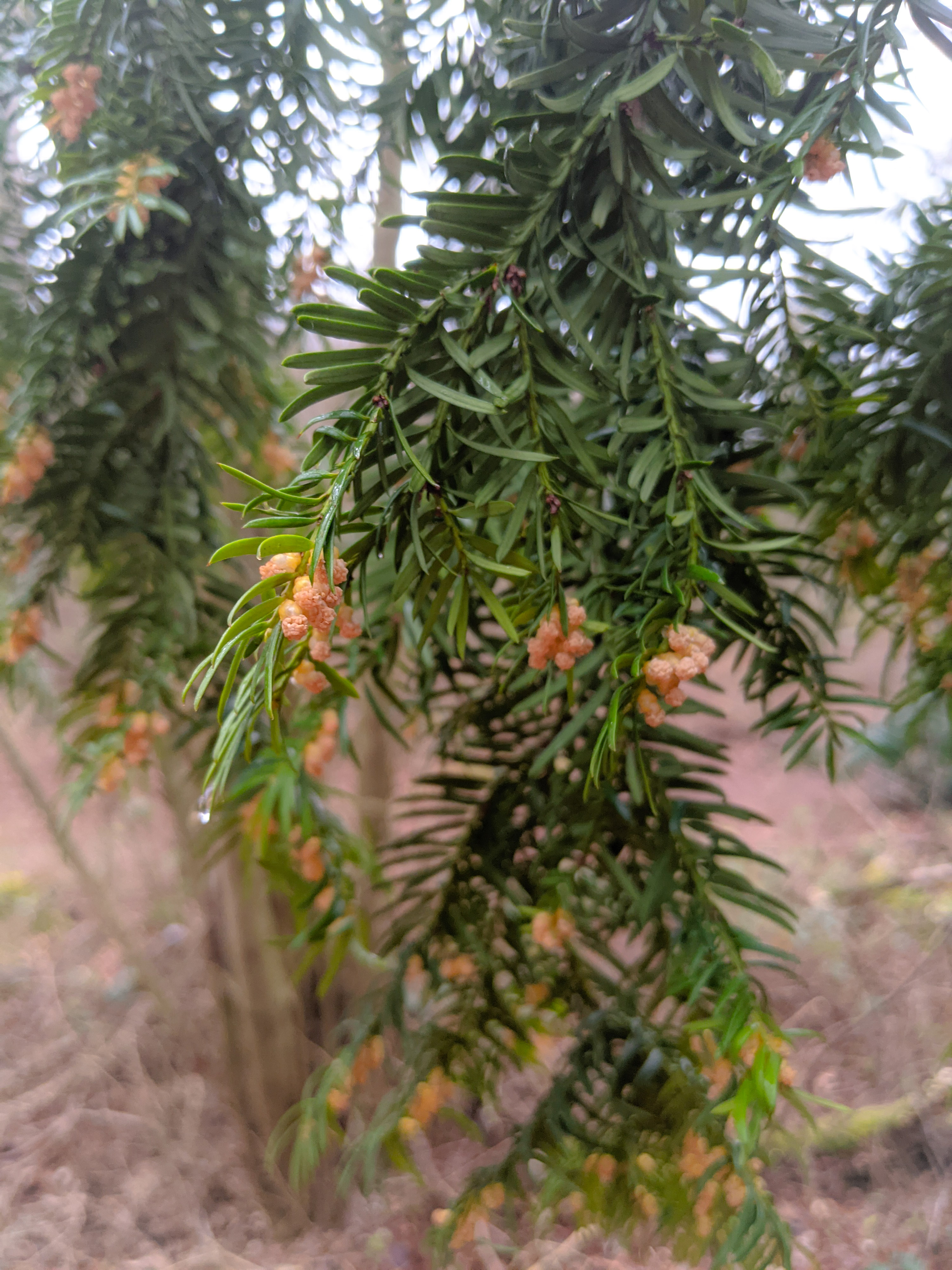 Yew flower identification view