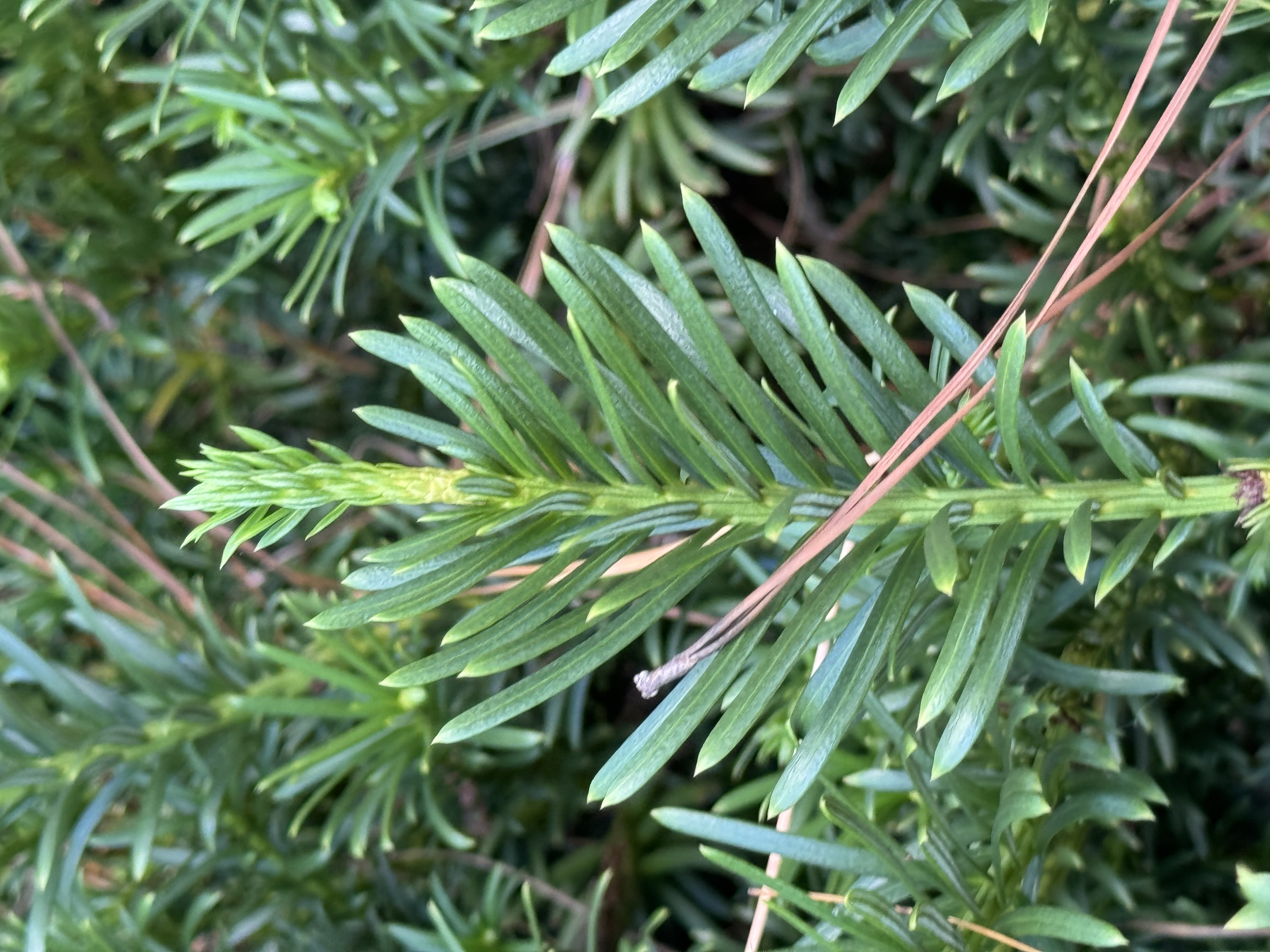 Yew leaf identification view