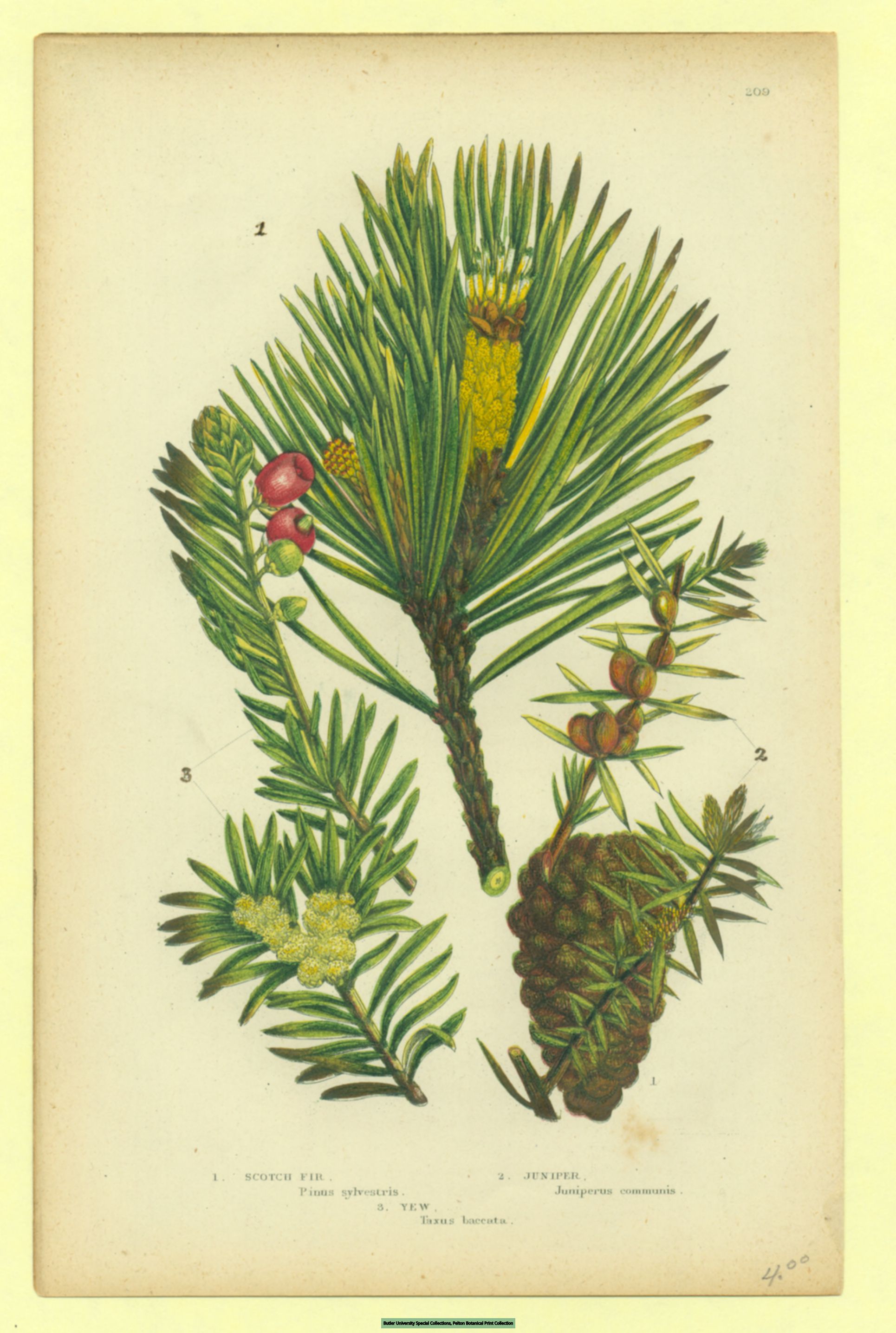Yew plant identification view