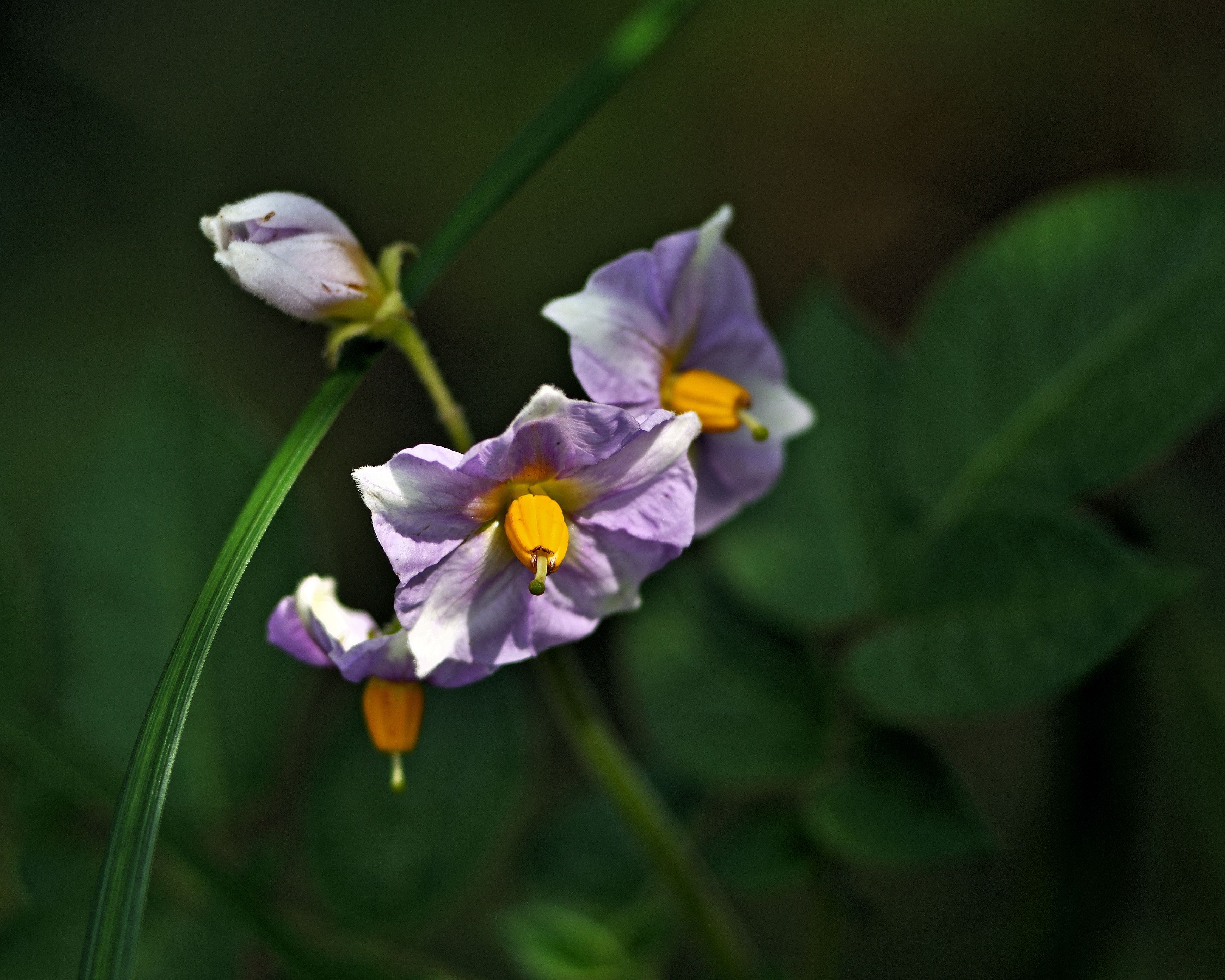Yukon Gold Potato flower identification view