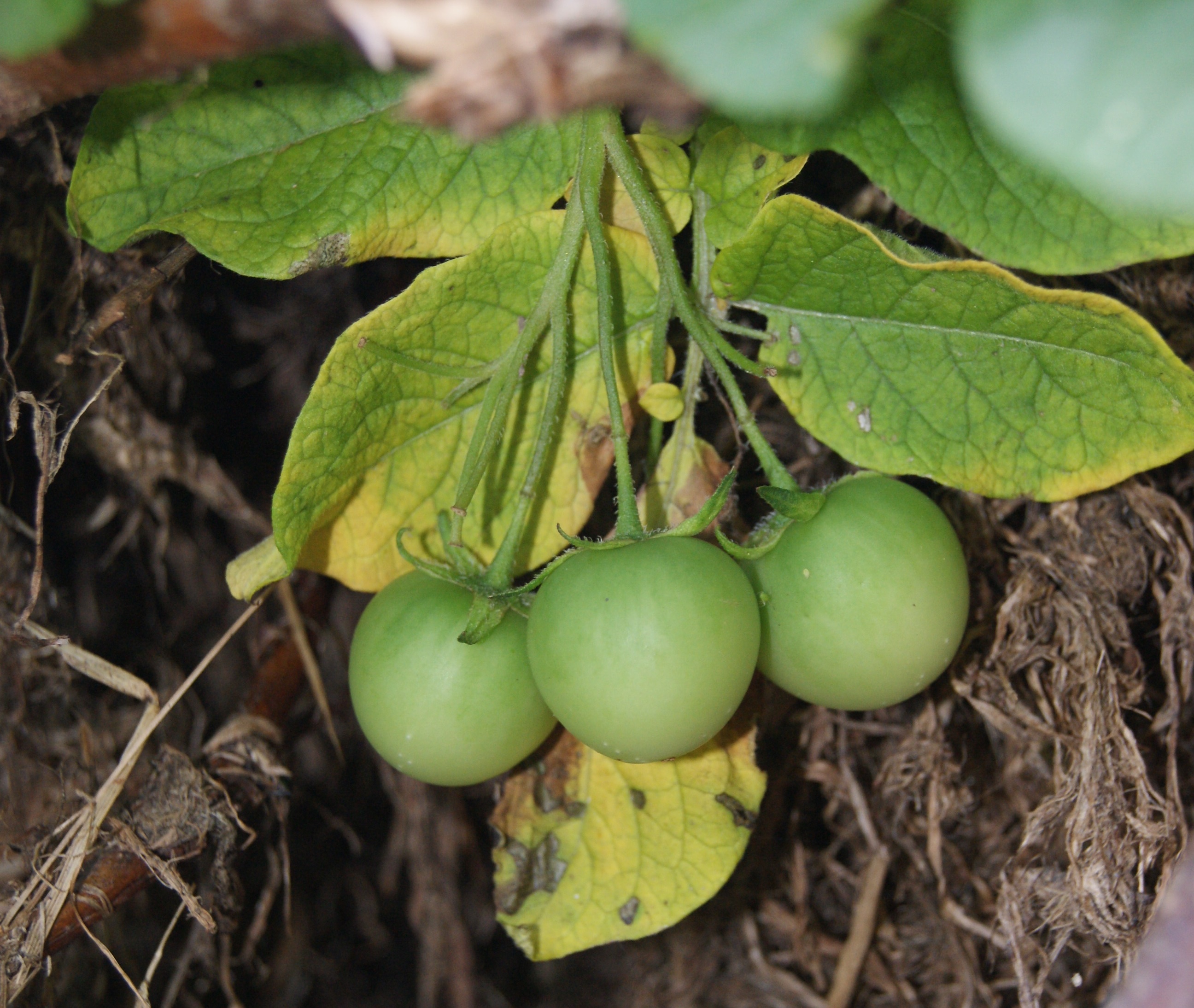 Yukon Gold Potato fruit identification view