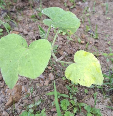Squash