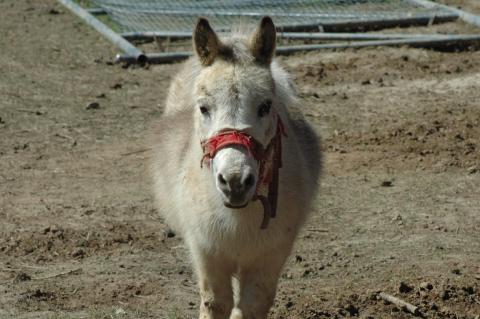 Mini Mules - Bonded Pair (Triple 5 Farms Animals for Sale) at Triple 5 Farms