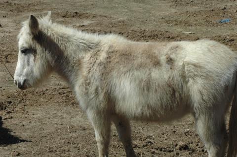 Mini Mules - Bonded Pair (Triple 5 Farms Animals for Sale) at Triple 5 Farms