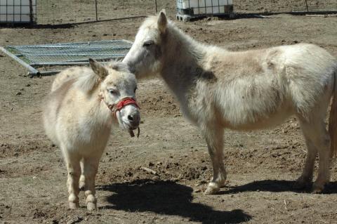 Mini Mules - Bonded Pair (Triple 5 Farms Animals for Sale) at Triple 5 Farms