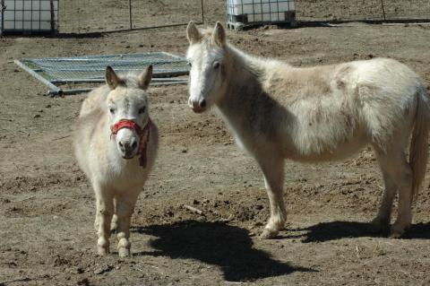 Mini Mules - Bonded Pair (Triple 5 Farms Animals for Sale) at Triple 5 Farms