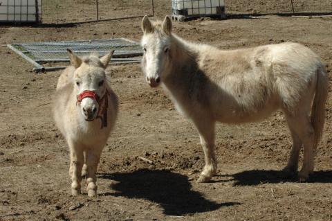 Mini Mules - Bonded Pair (Triple 5 Farms Animals for Sale) at Triple 5 Farms