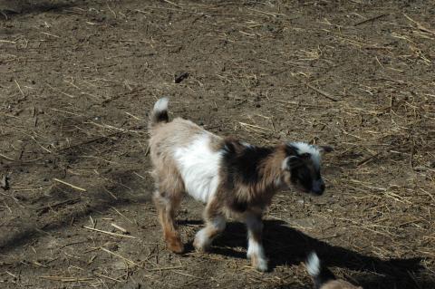 Brown Girl Baby 1 M - Triple 5 Farm-Raised Male Kid at Triple 5 Farms